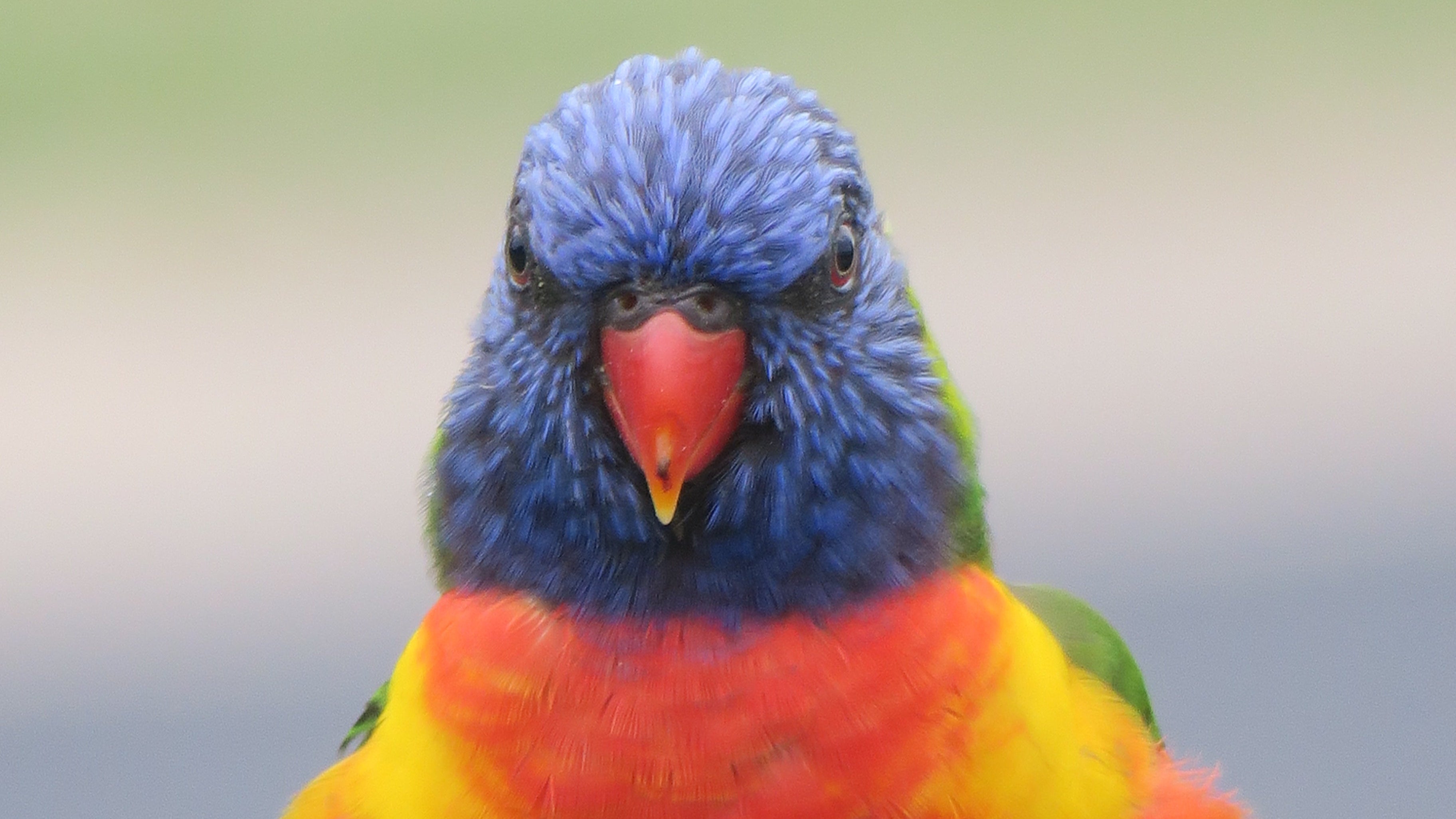 Colorful parrot perched on a tree branch with a blurred natural background