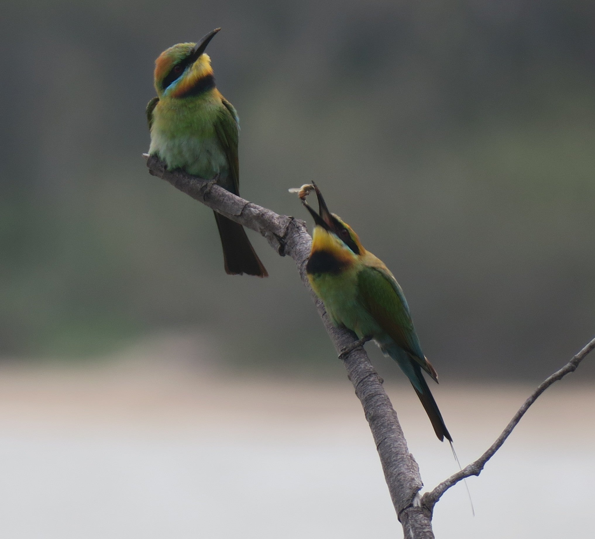 The Rainbow Bee-eater: Australia’s Flashiest Little Aerial Acrobat