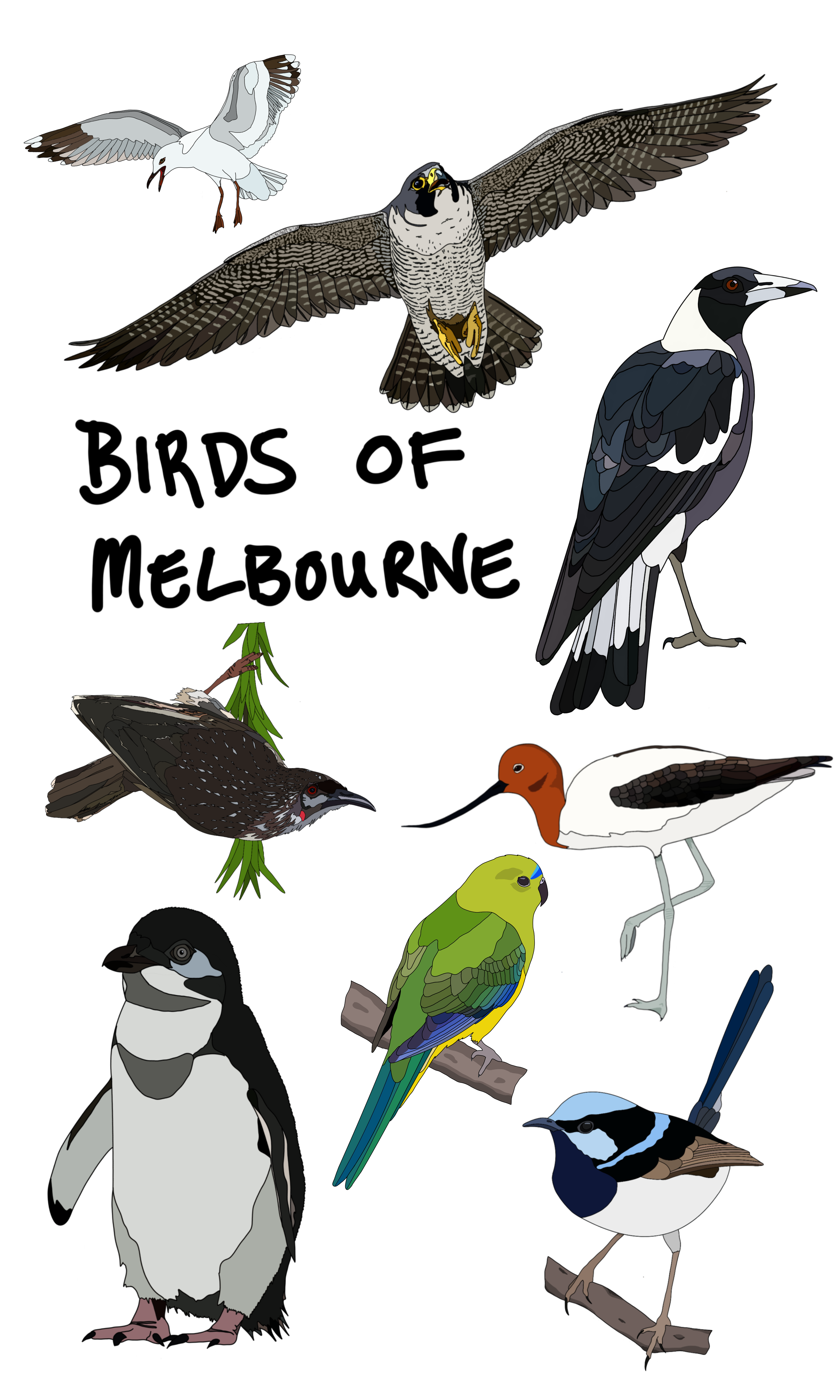 Birds of Melbourne