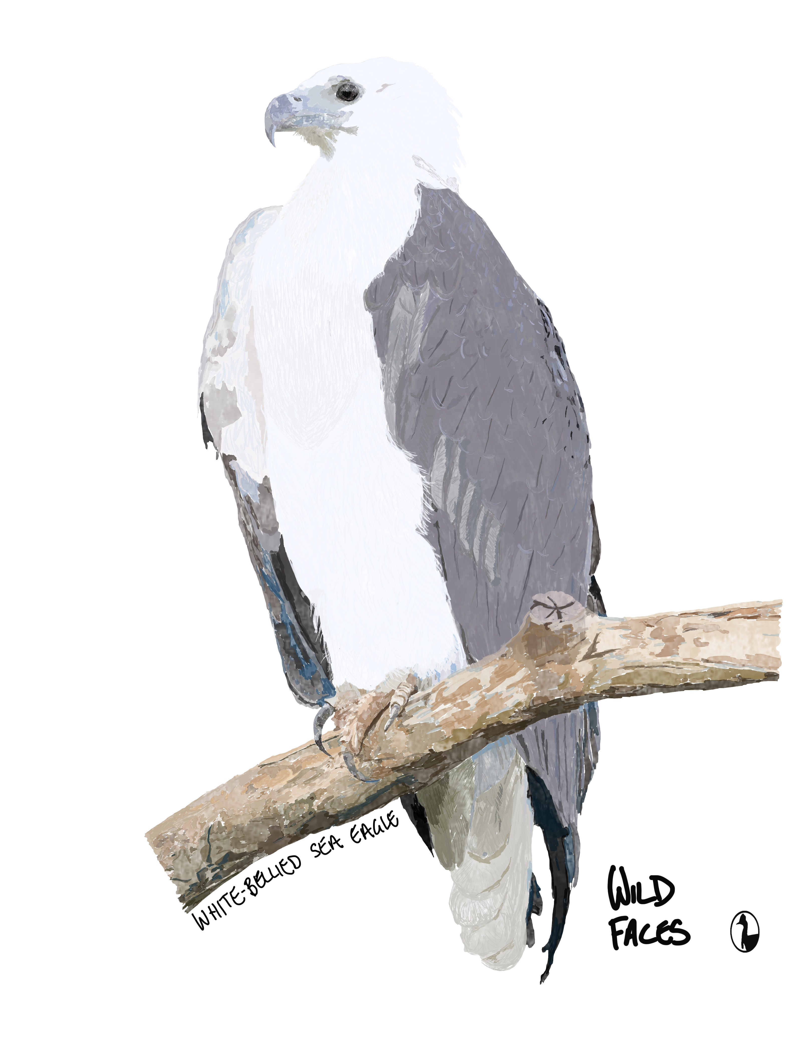 White-bellied-Sea-Eagle Wild Faces