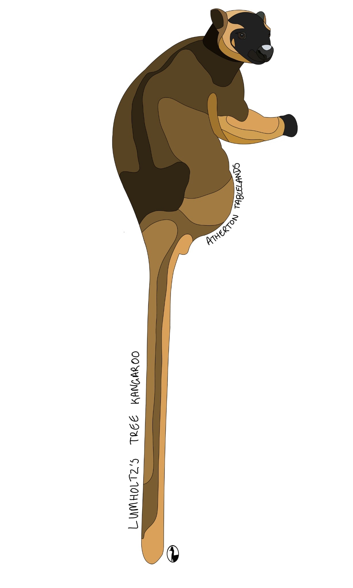 Lumholtz's Tree Roo design