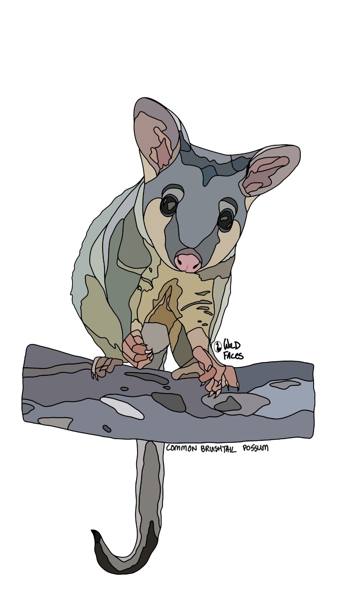 Common brushtail possum design