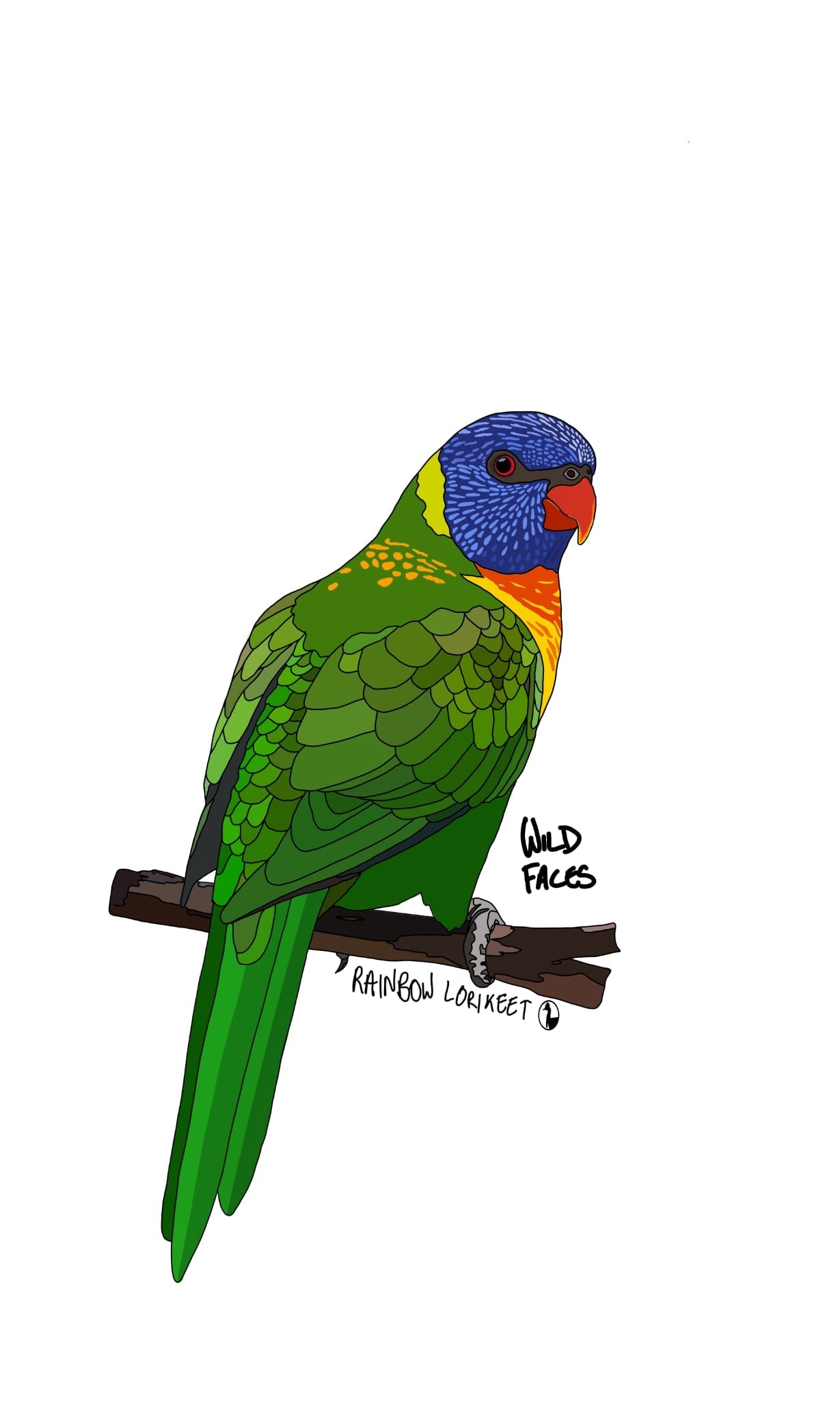 Rainbow Lorikeet