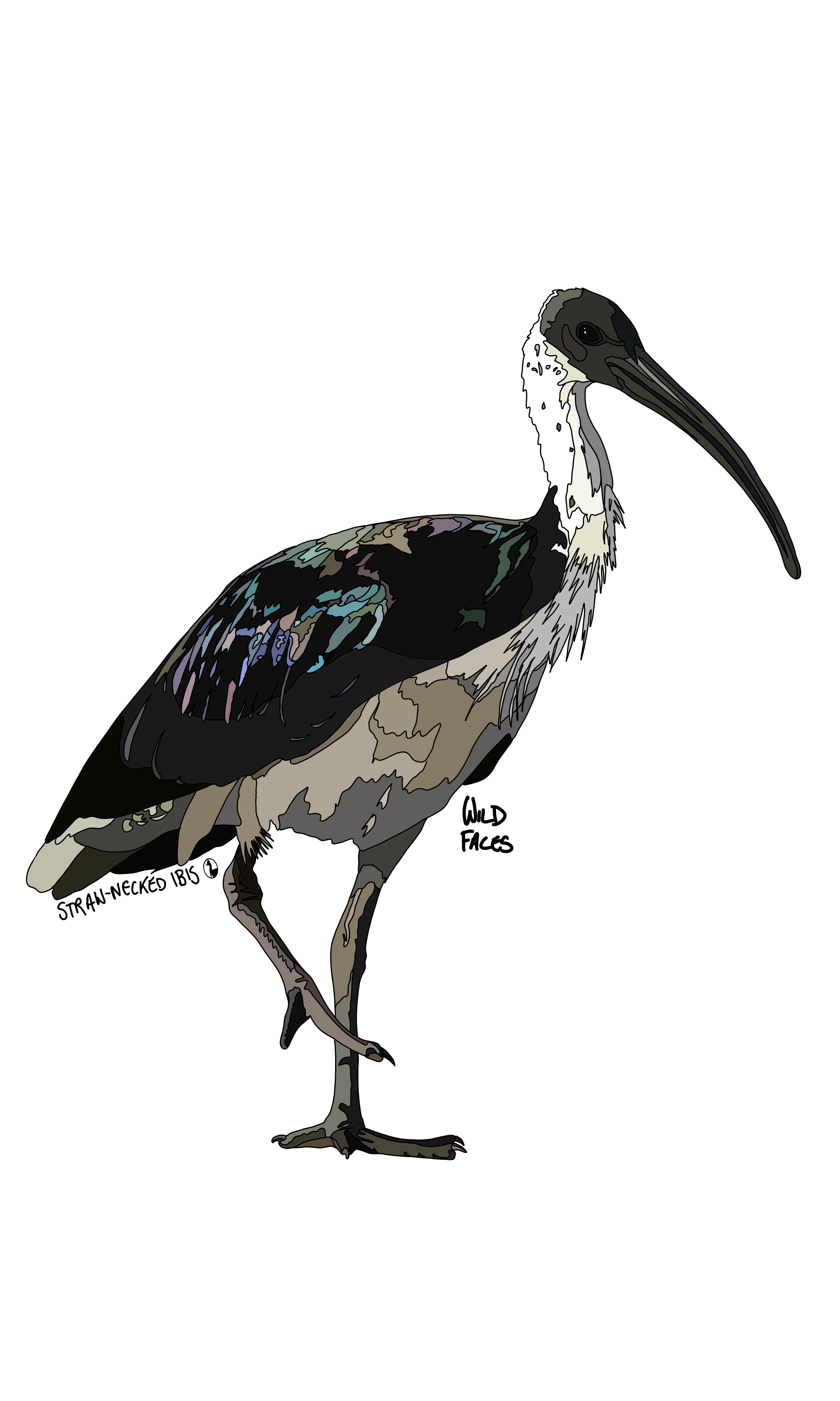 A great design of a straw-necked ibis with a single leg raised, poised in motion