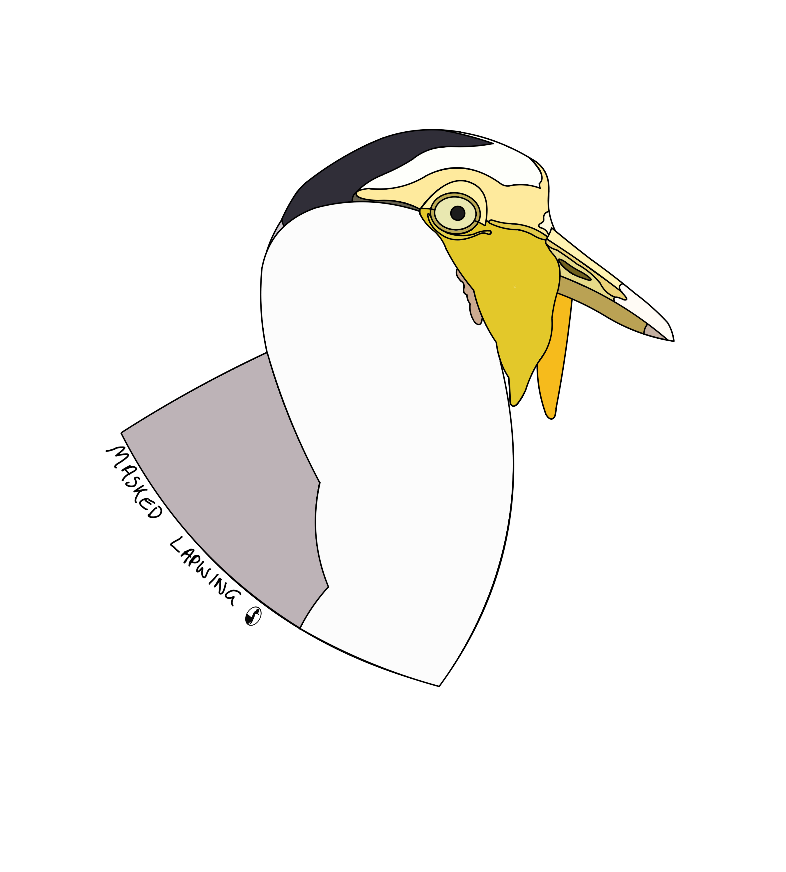 Masked Lapwing
