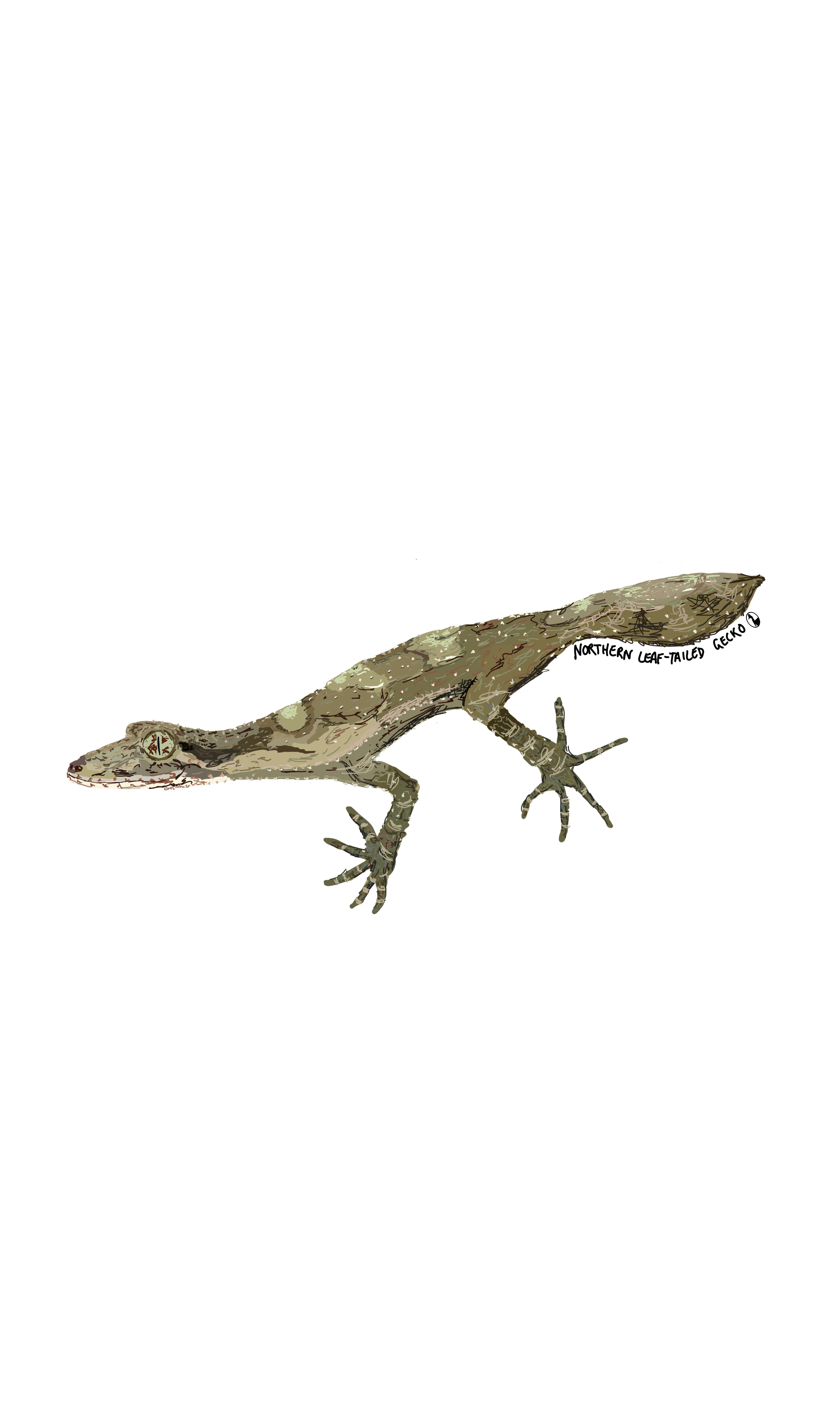 Northern Leaf-tailed Gecko