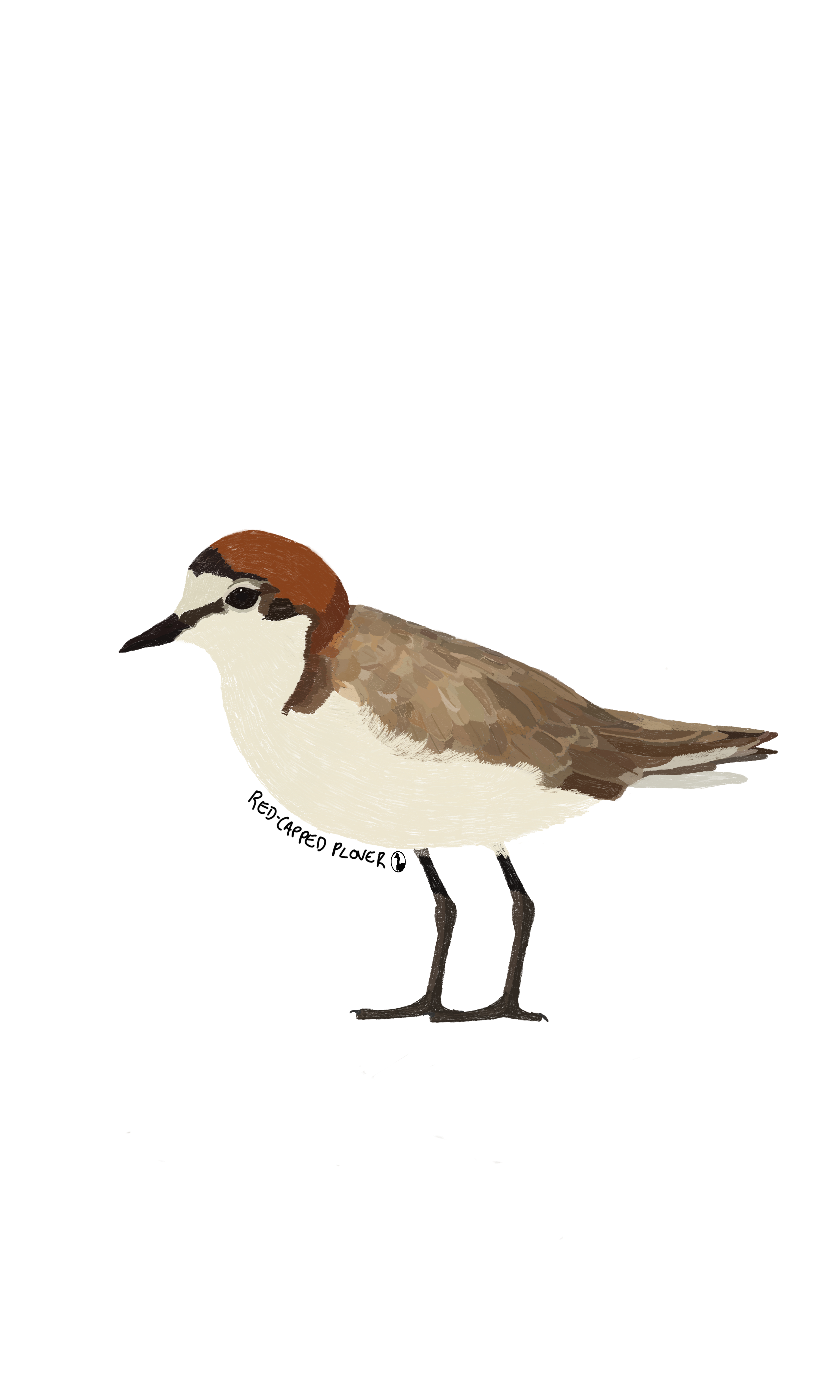 Red-capped plover design