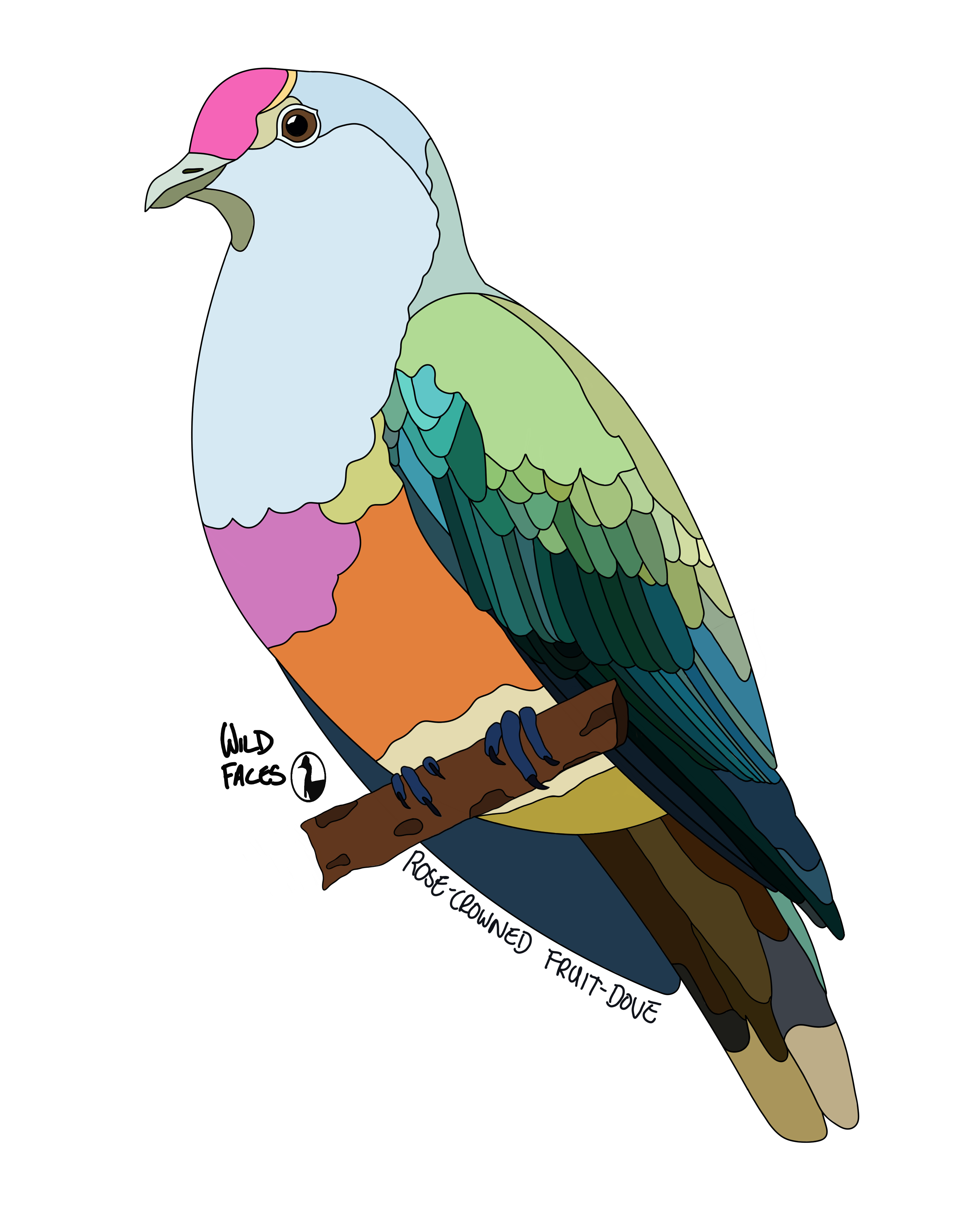 Fruit-Doves Wild Faces