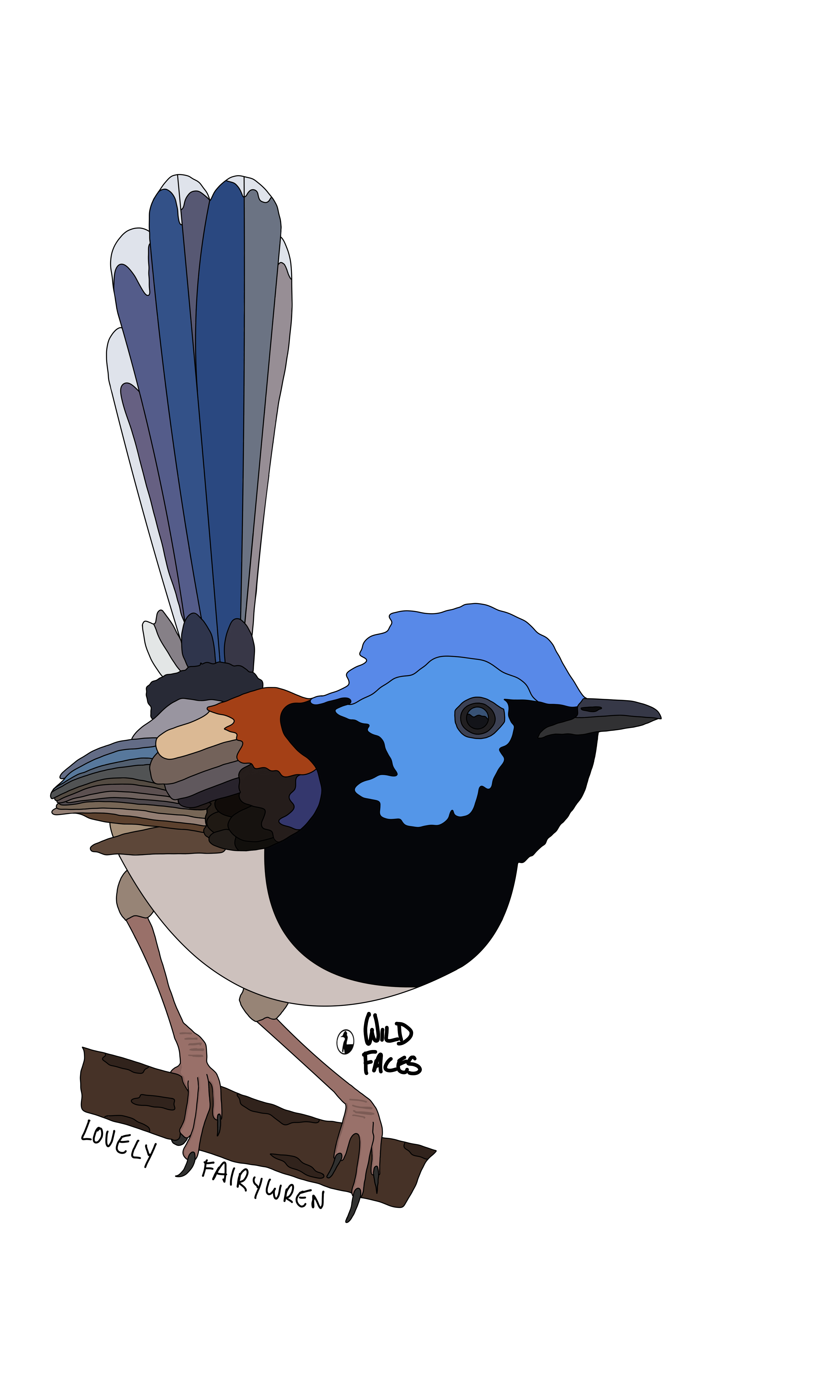 Fairy-wrens Wild Faces