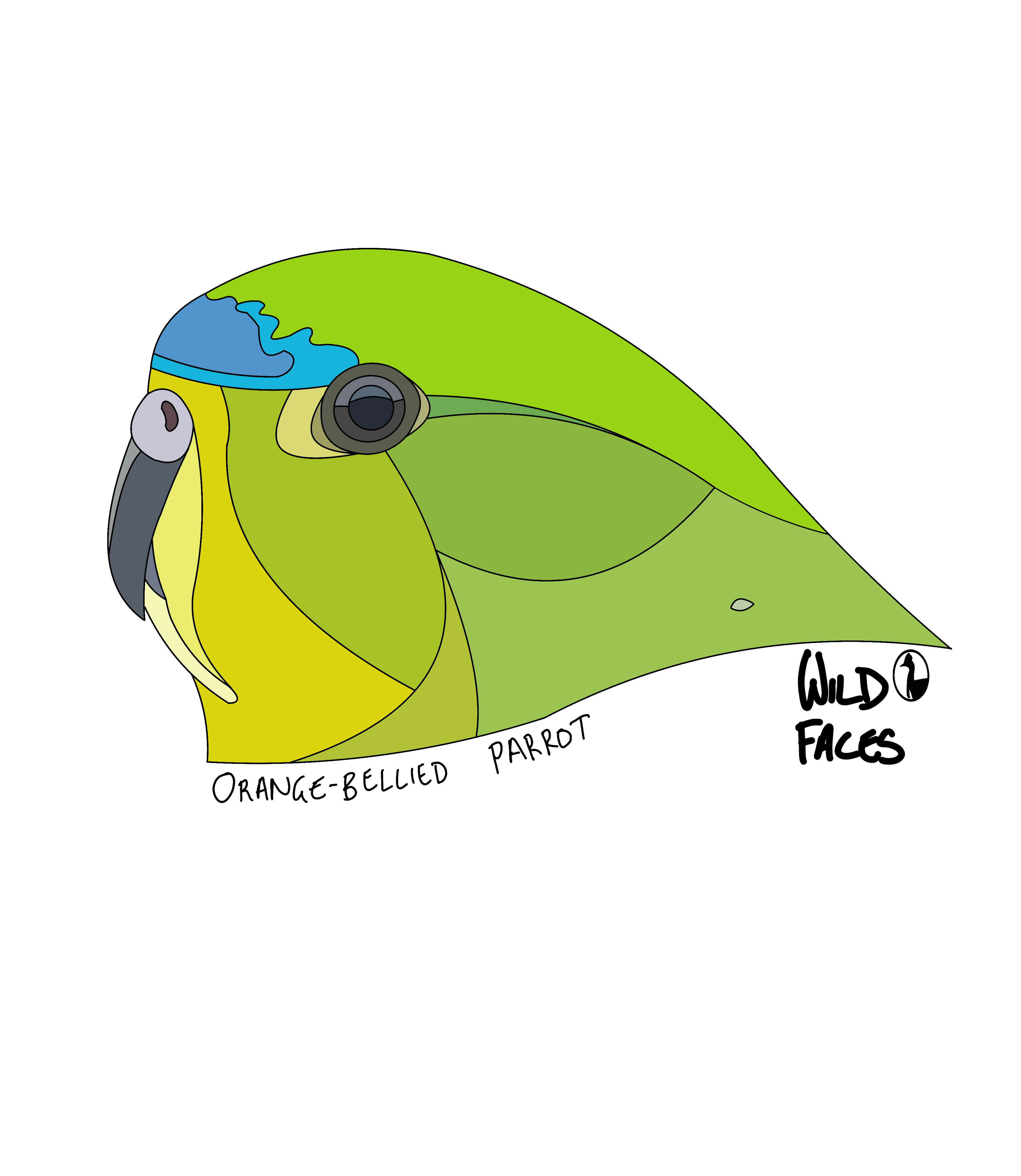 Orange-bellied-Parrot Wild Faces
