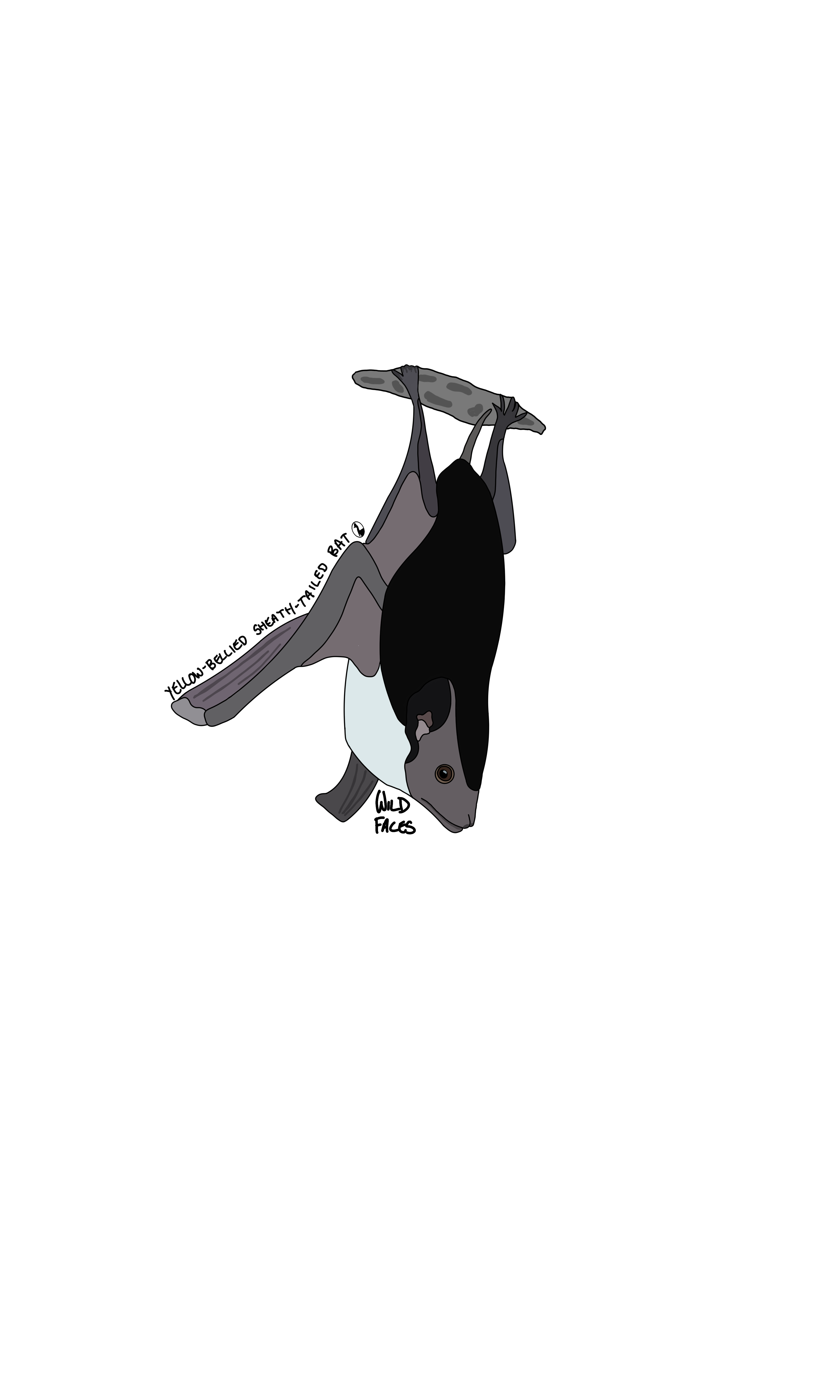 Yellow bellied sheath tailed bat design