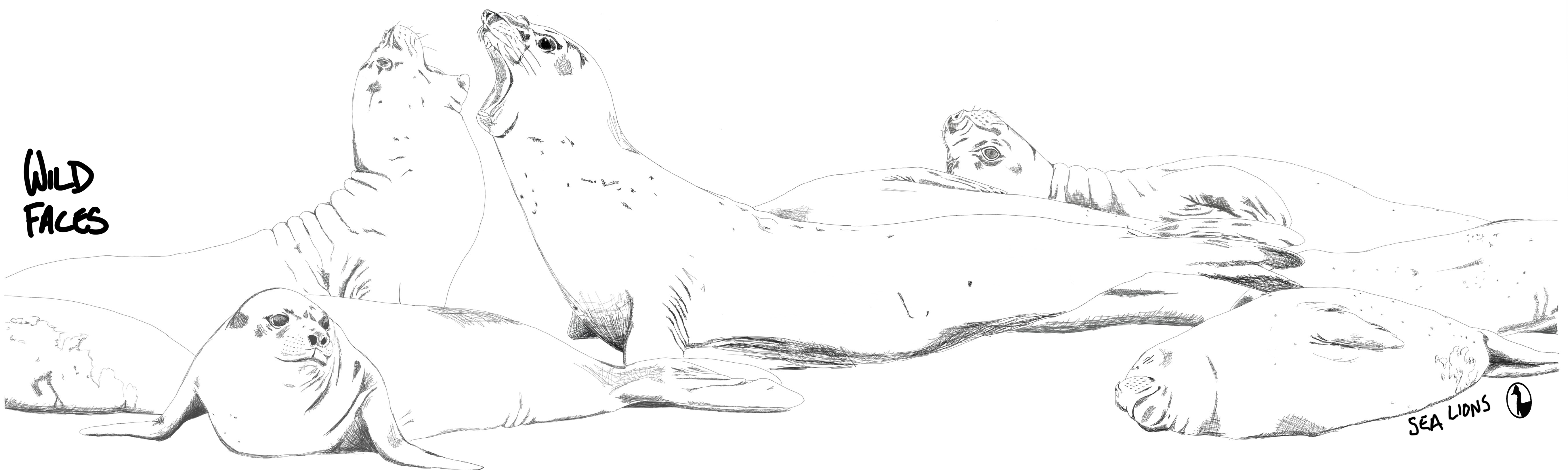 Shirt with original design of sealions basking on a beach and fighting