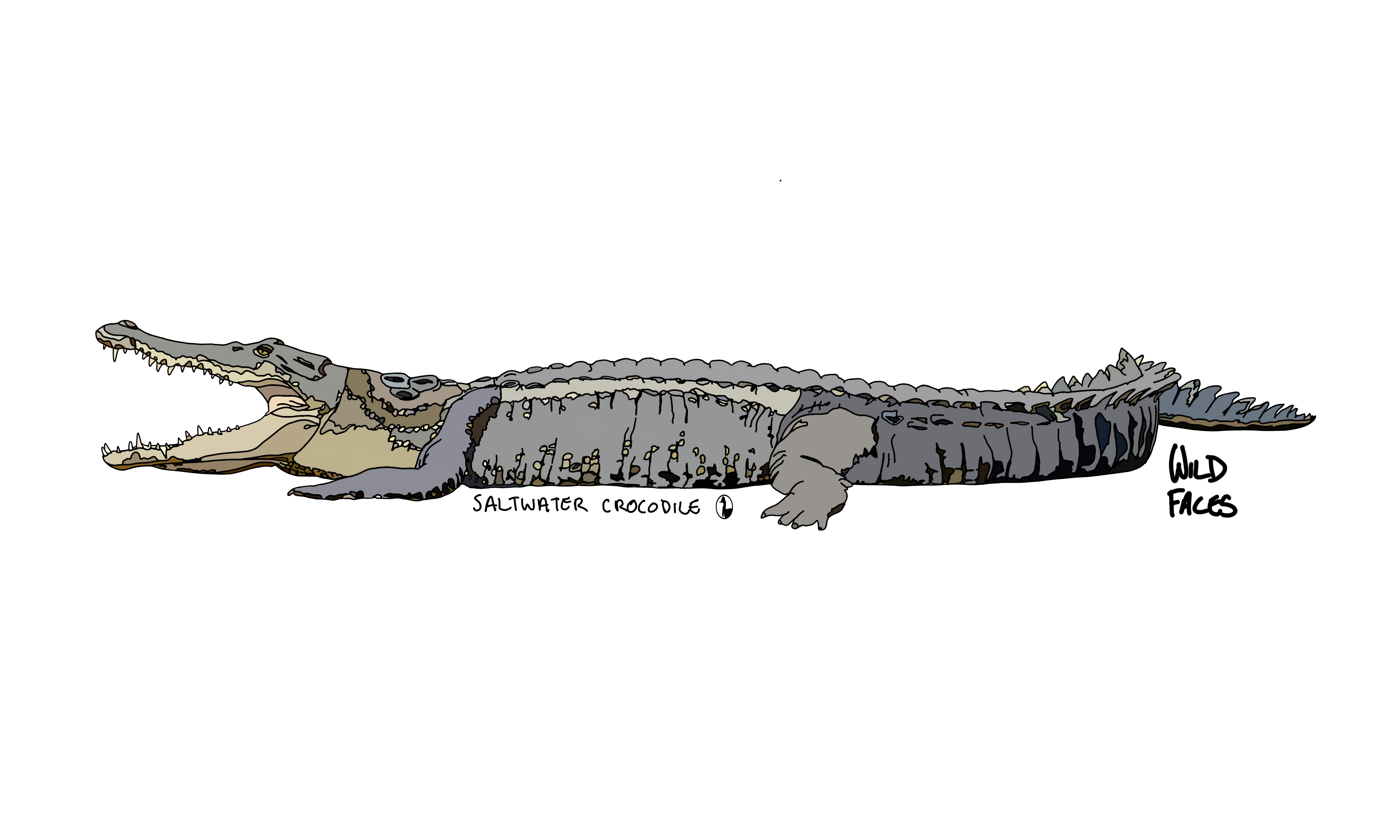 Saltwater crocodile design