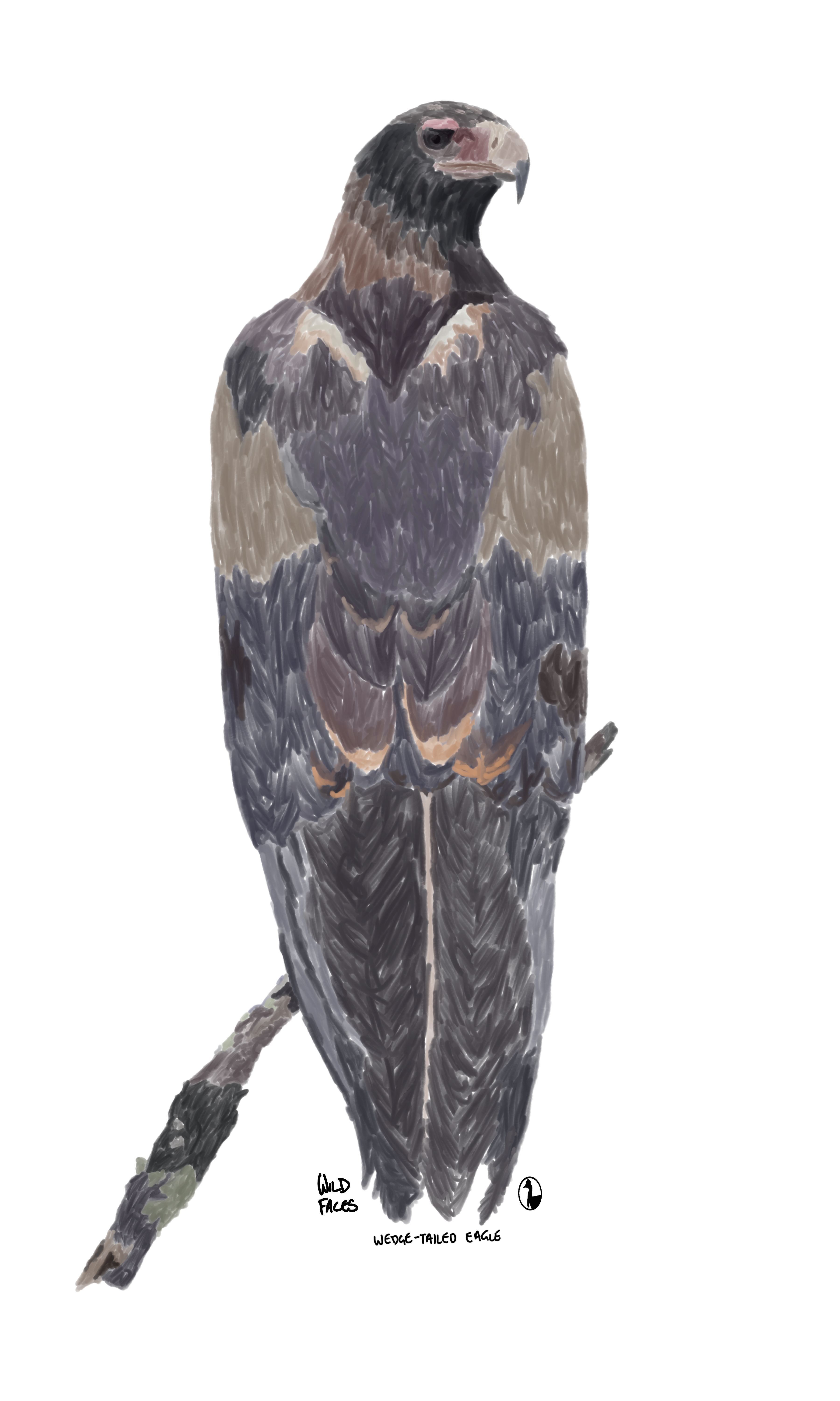 Wedge-tailed Eagle