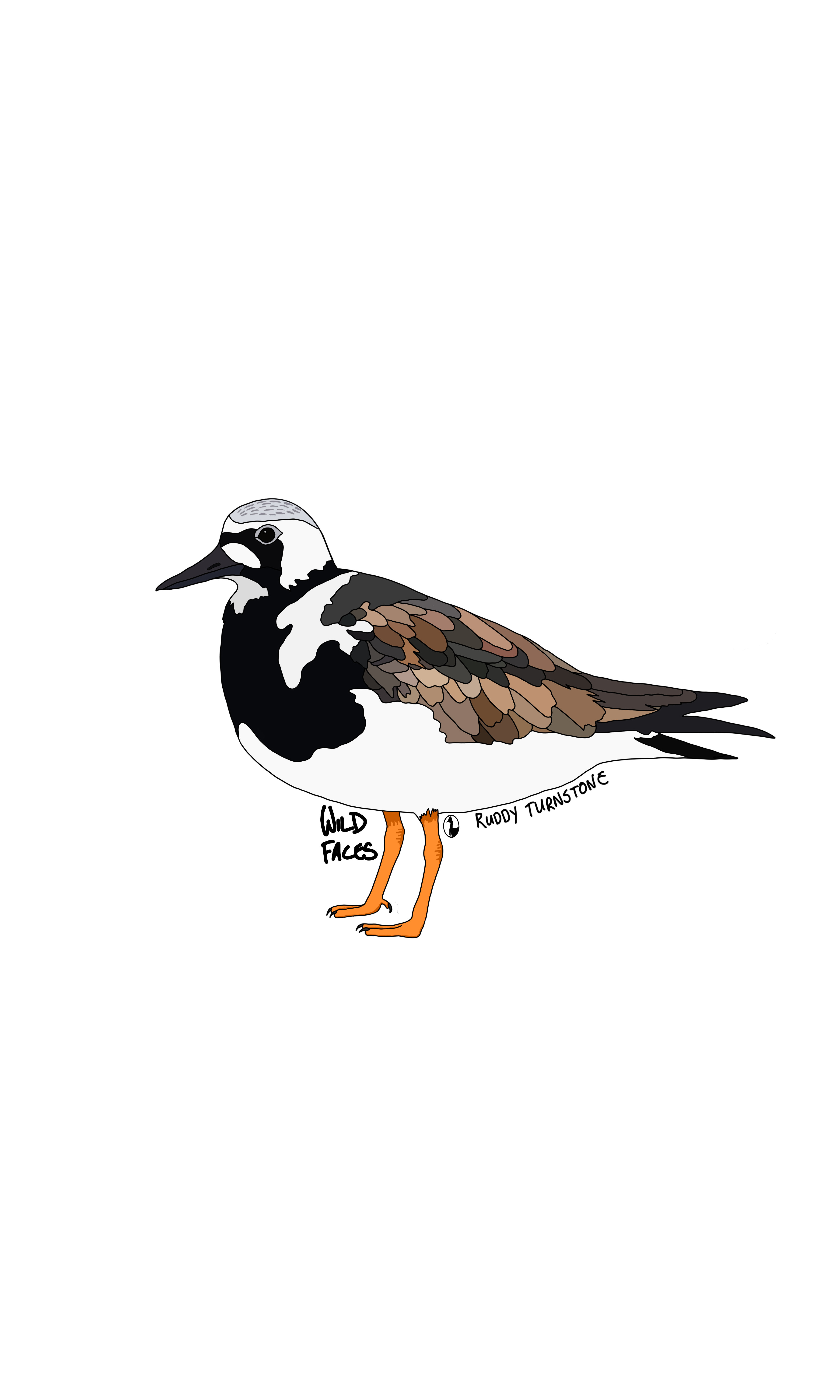 Ruddy Turnstone design