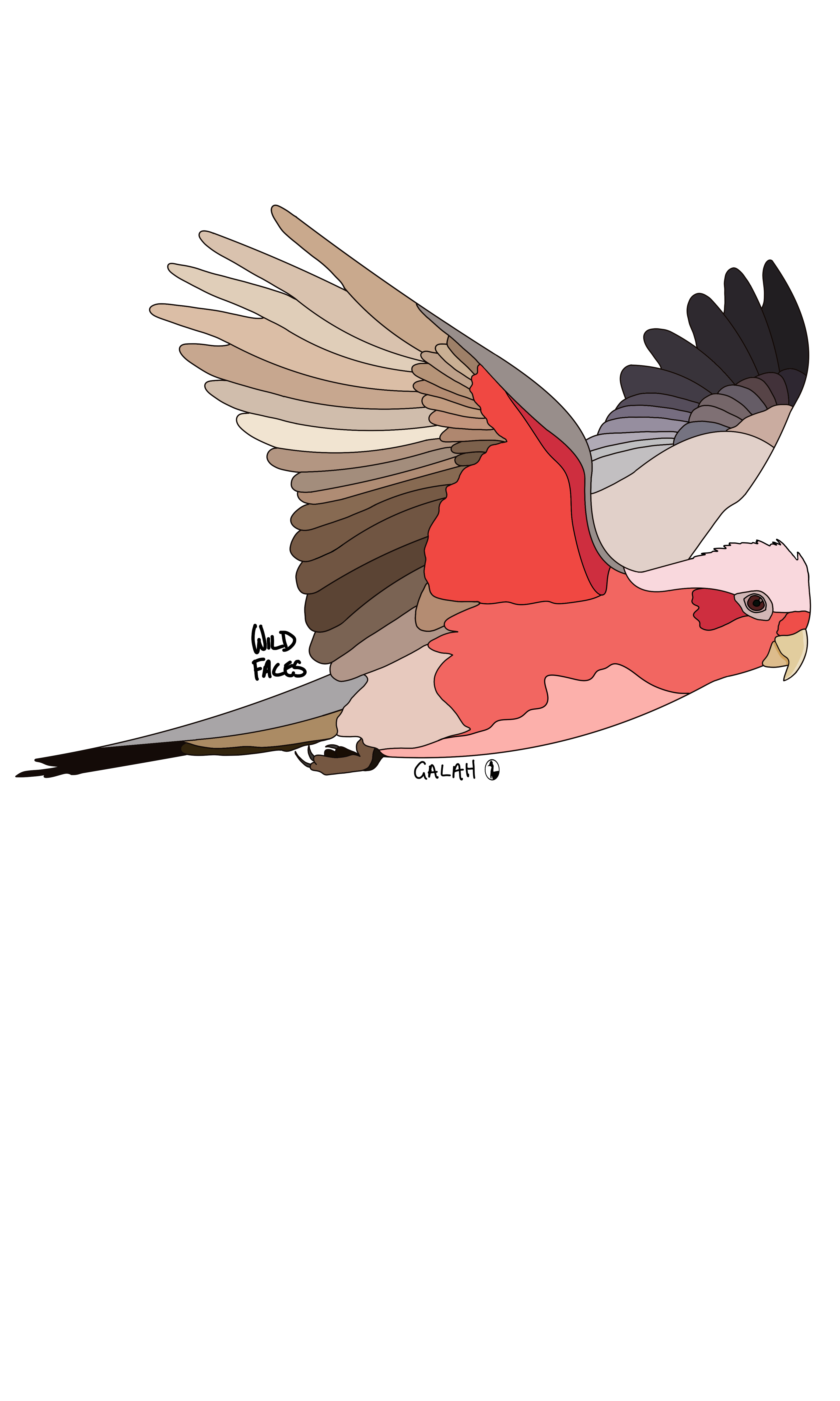 Galah flying