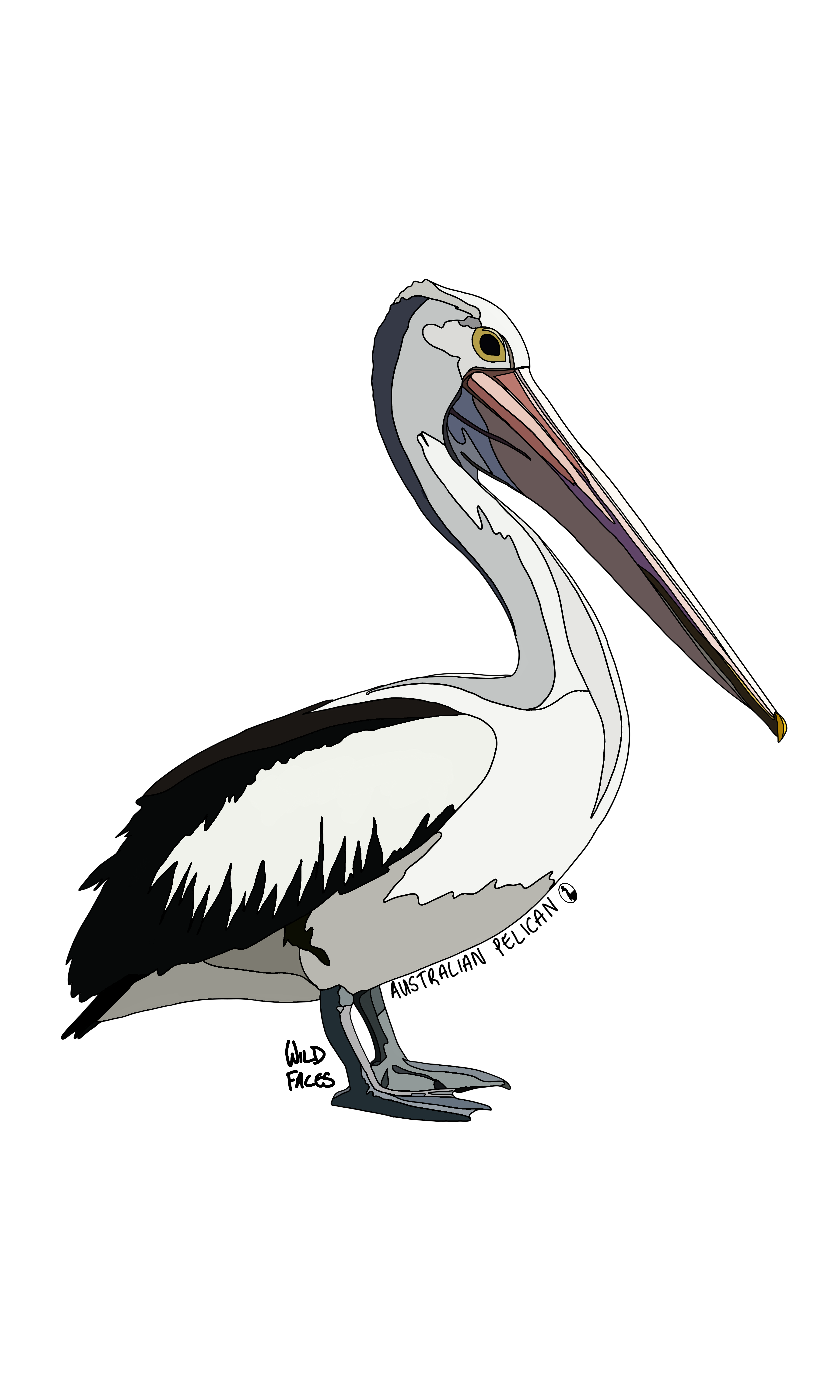 Australian Pelican