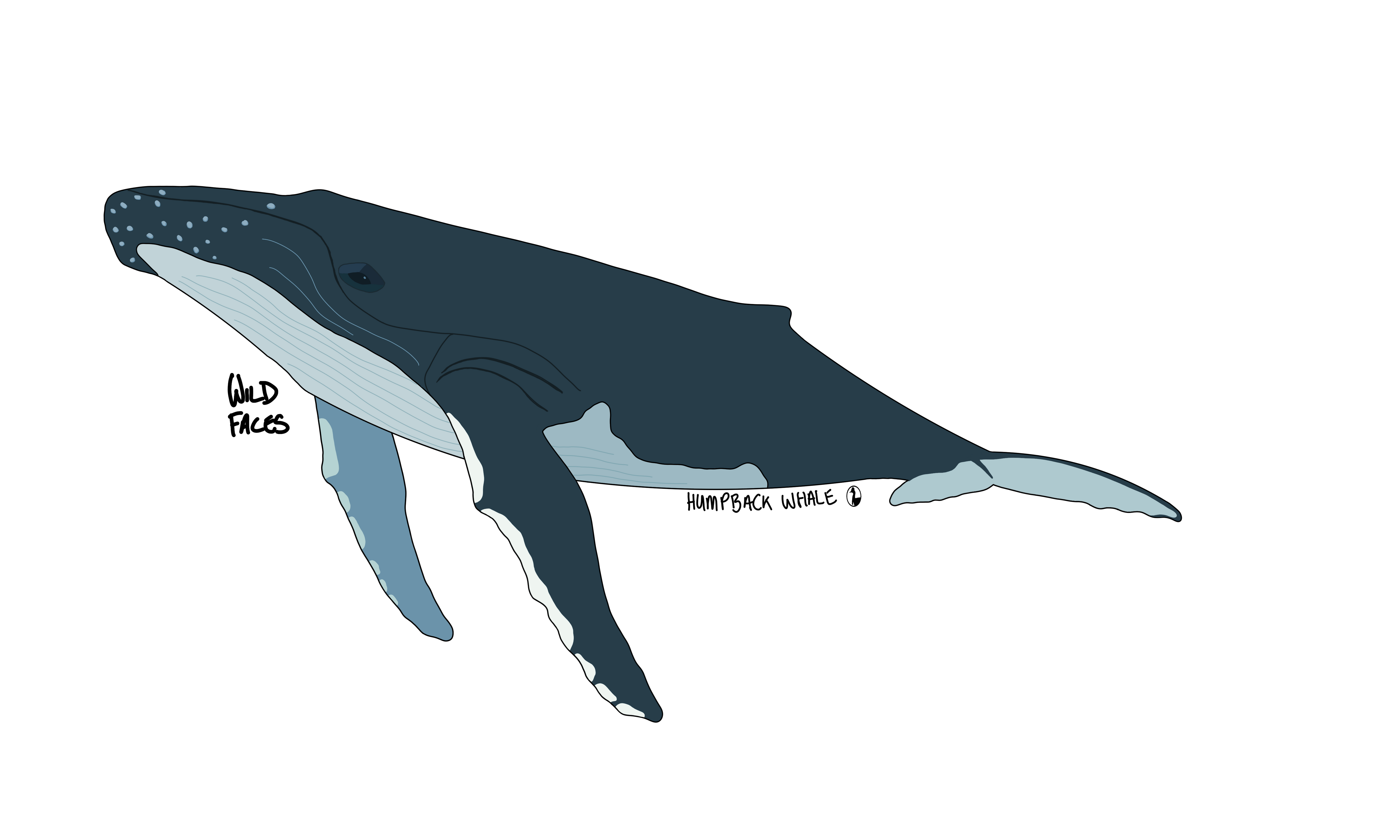 Epic design of a humpback whale