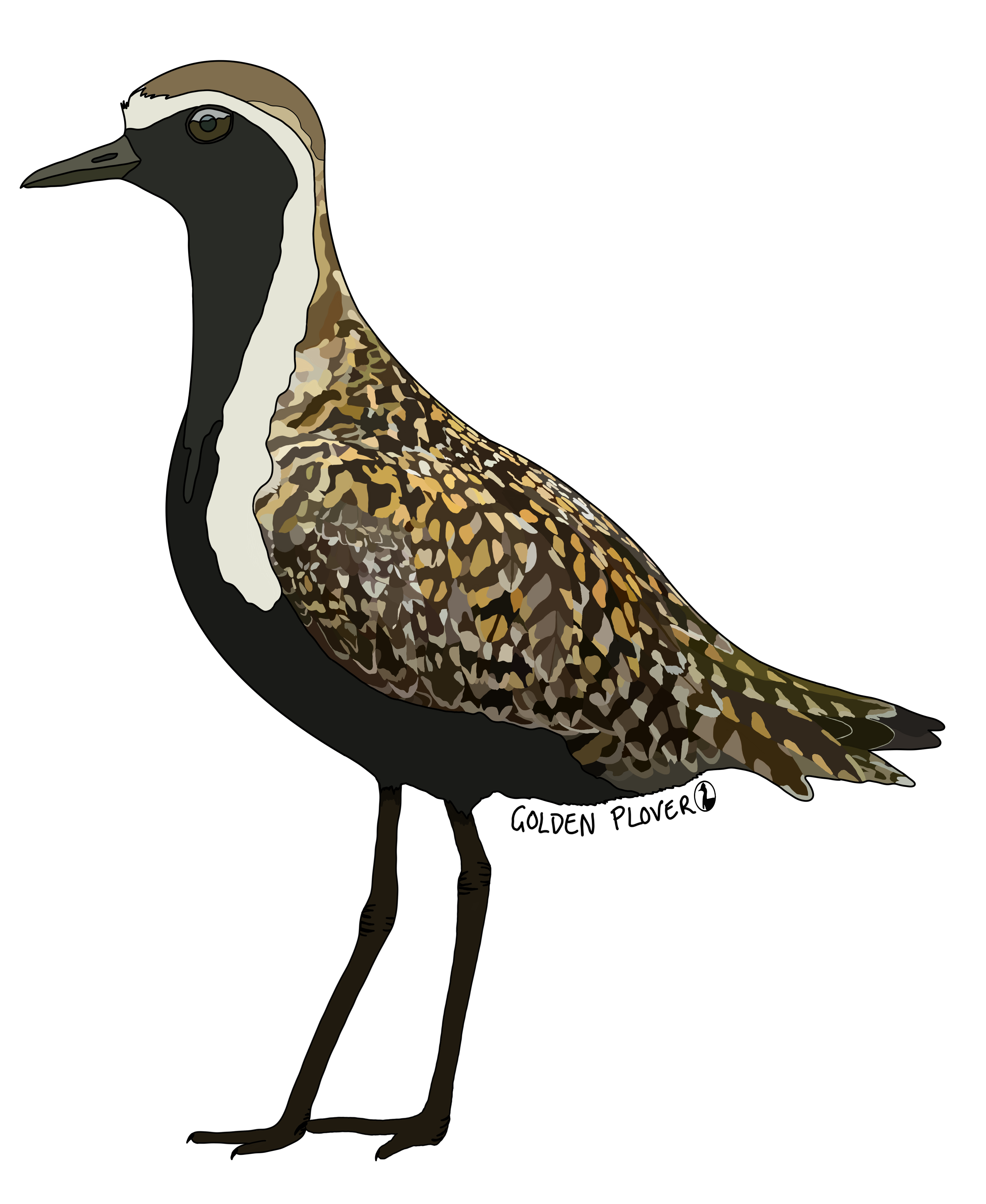 Golden Plover design