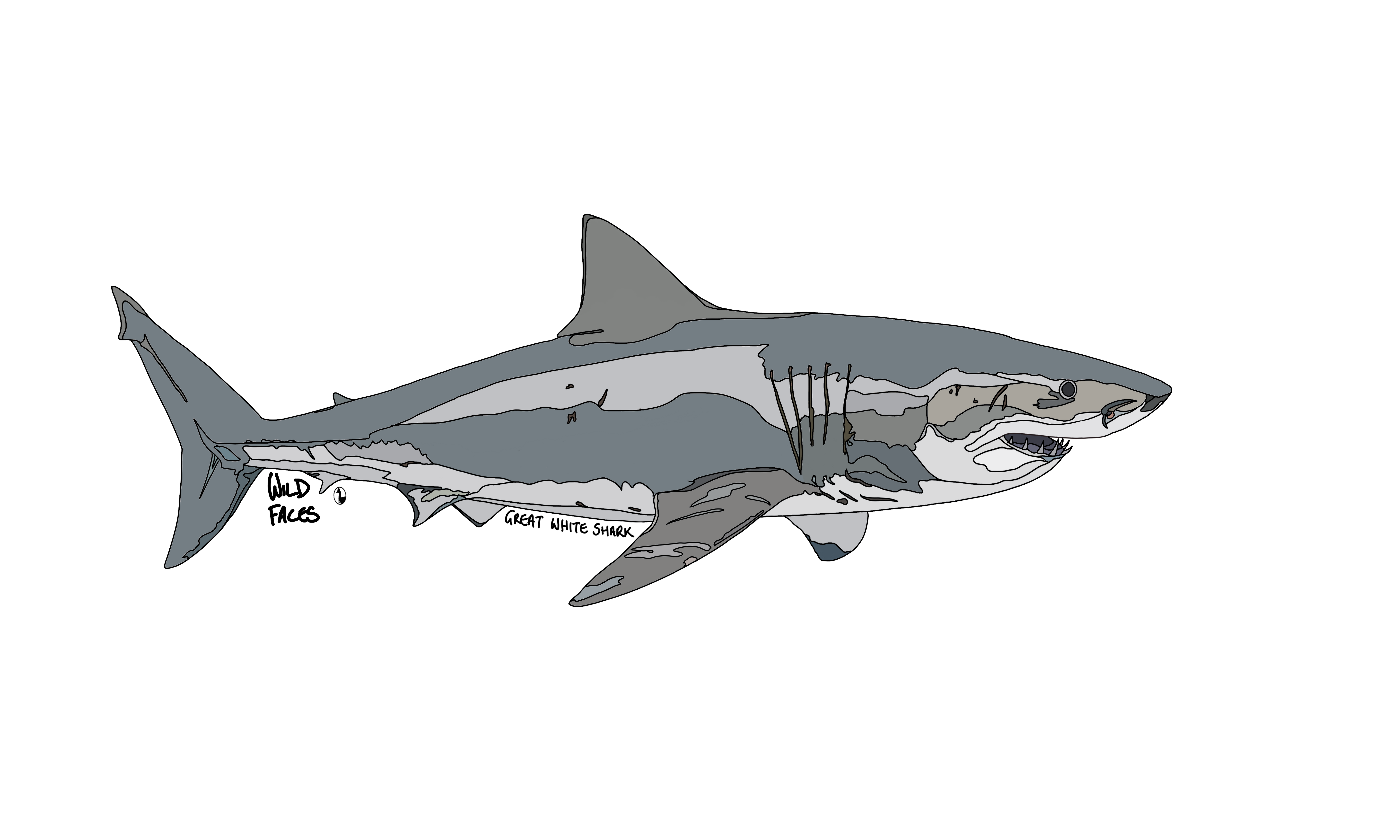 Great White Shark