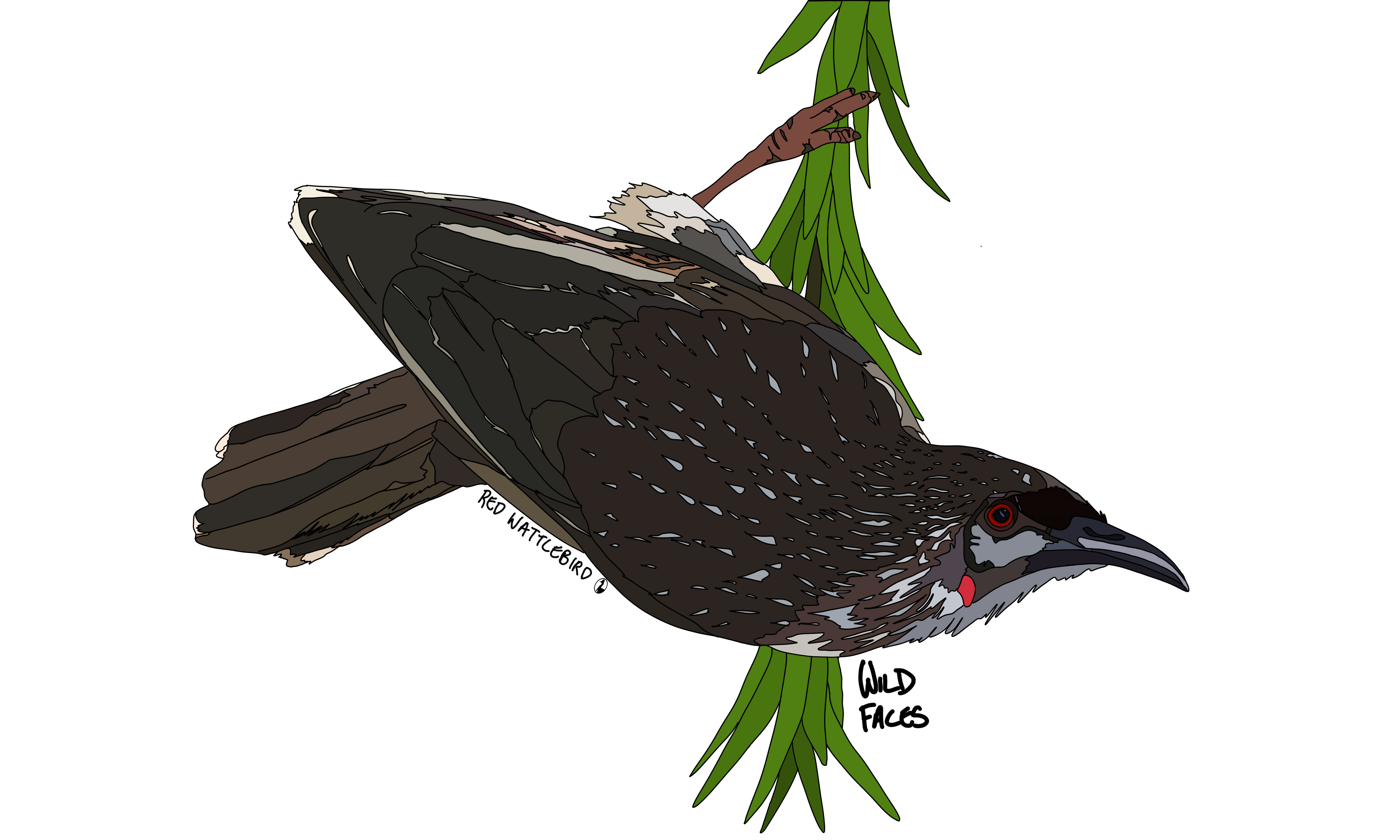 Red Wattlebird