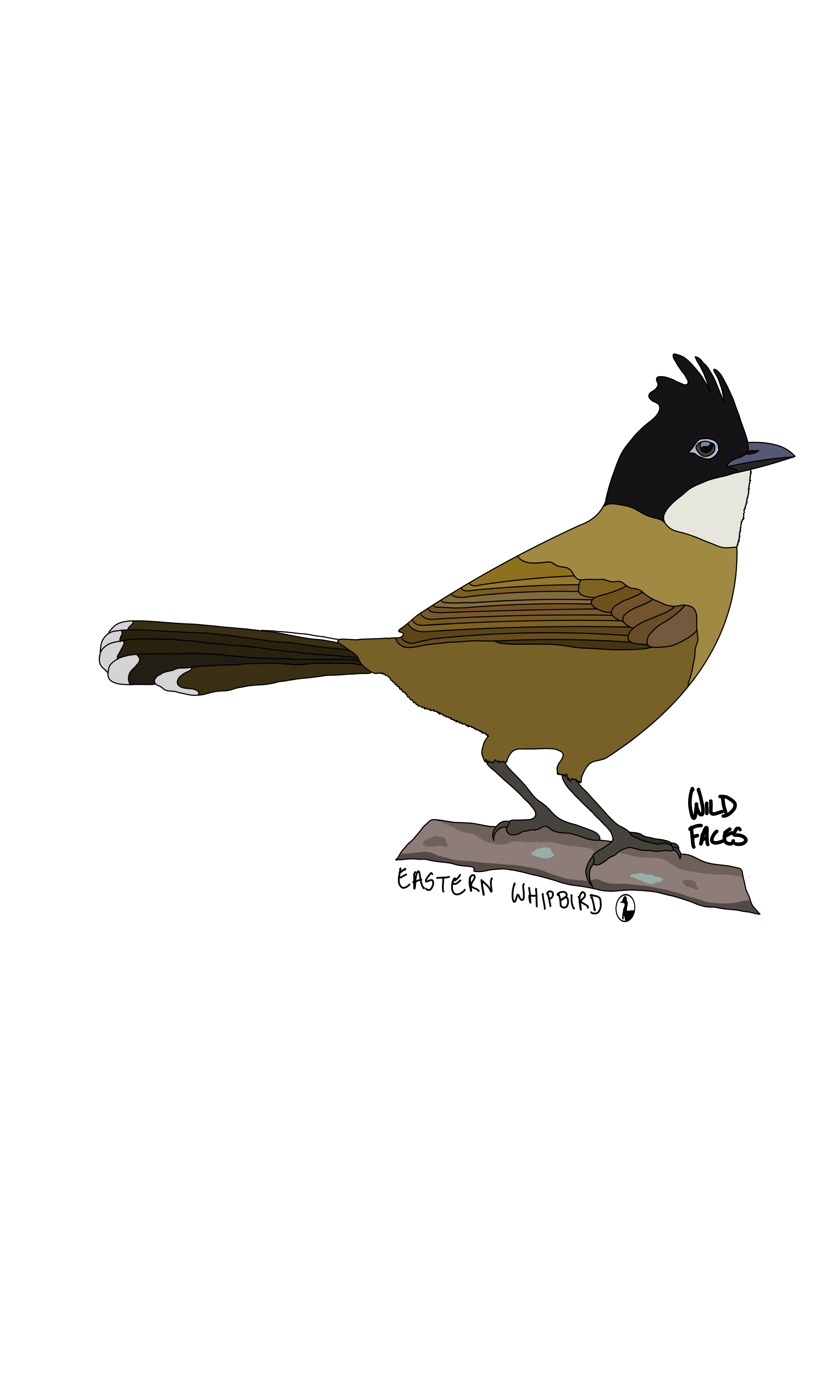 A cool design of an Eastern Whipbird sits on a branch