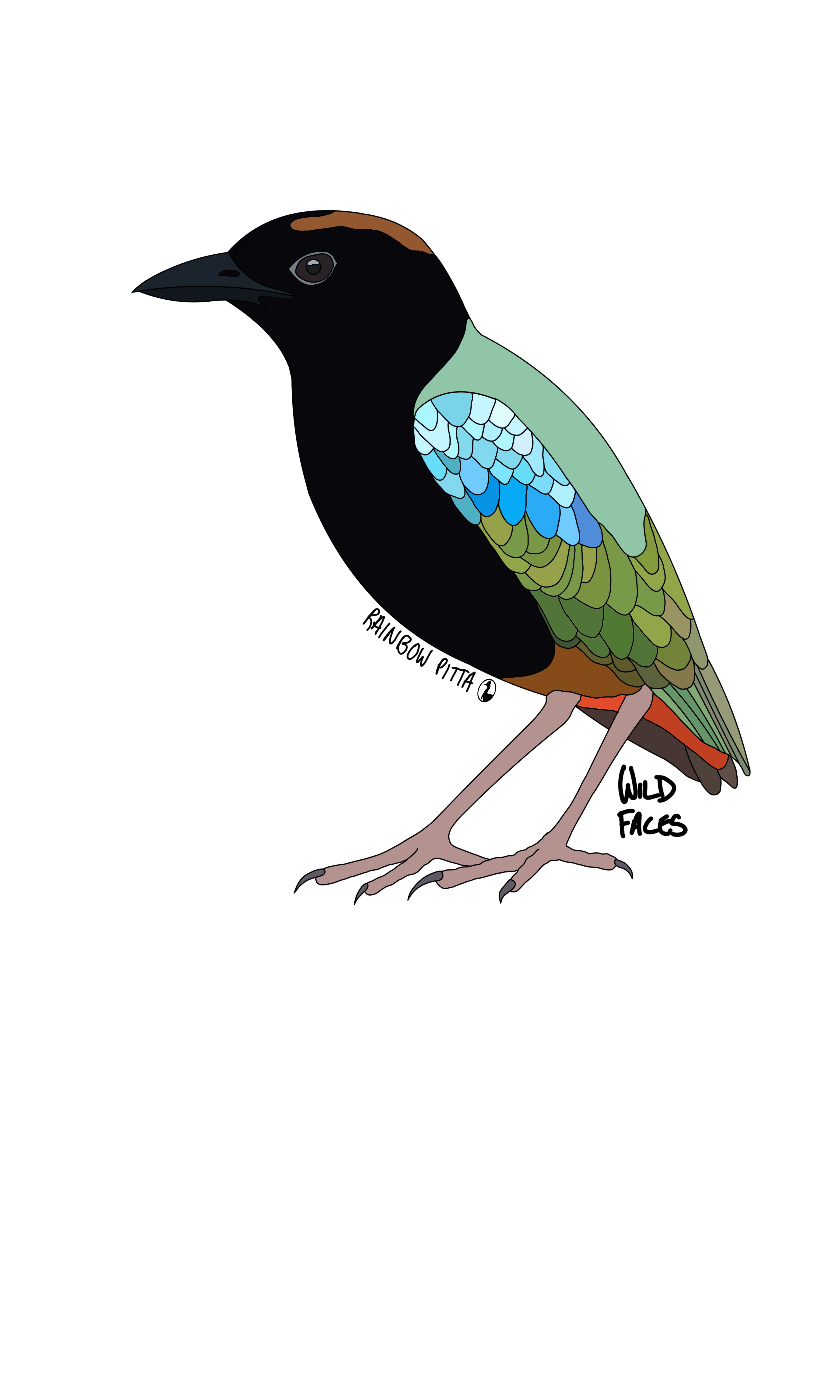 A great design of a rainbow pitta in profile