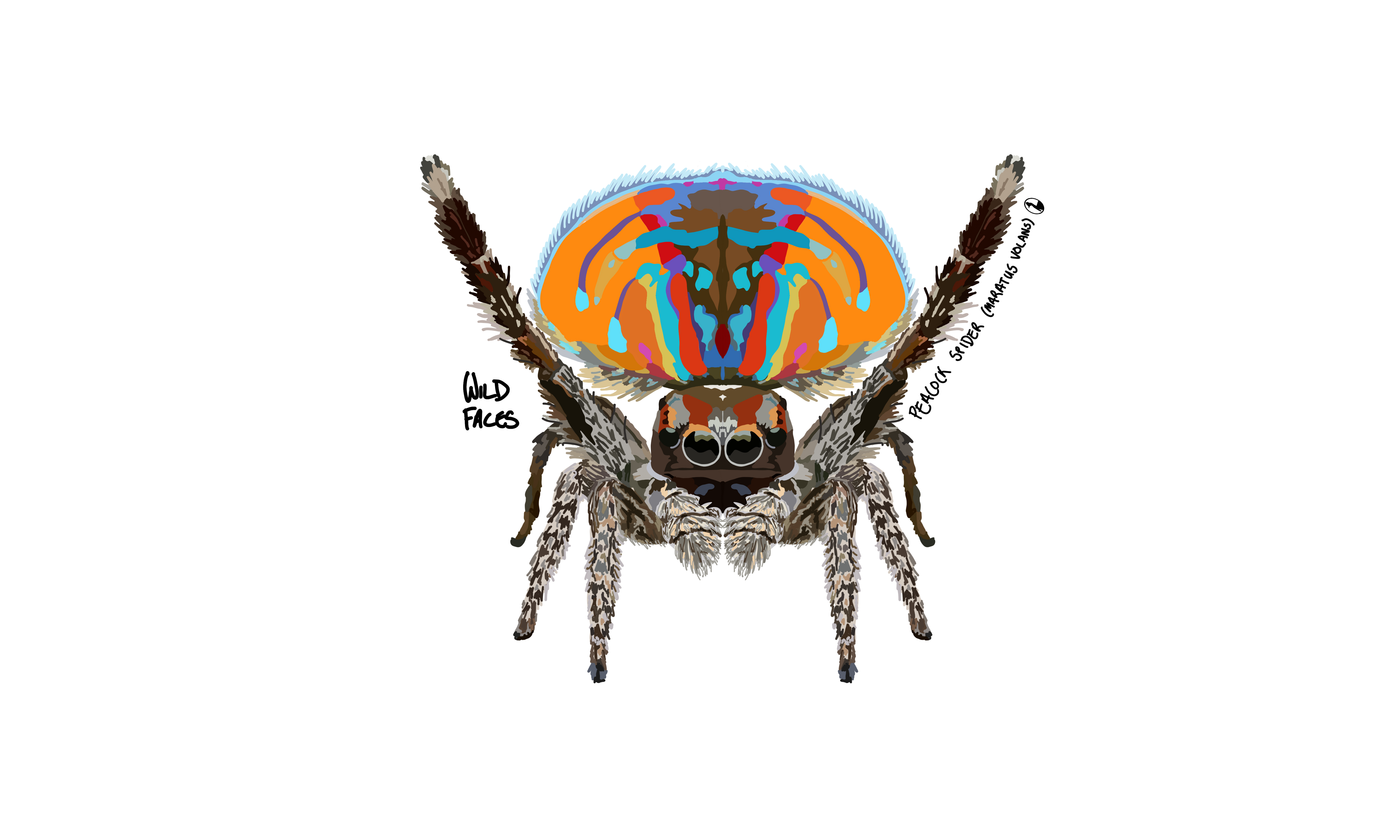 Peacock Spider (Maratus Volans)