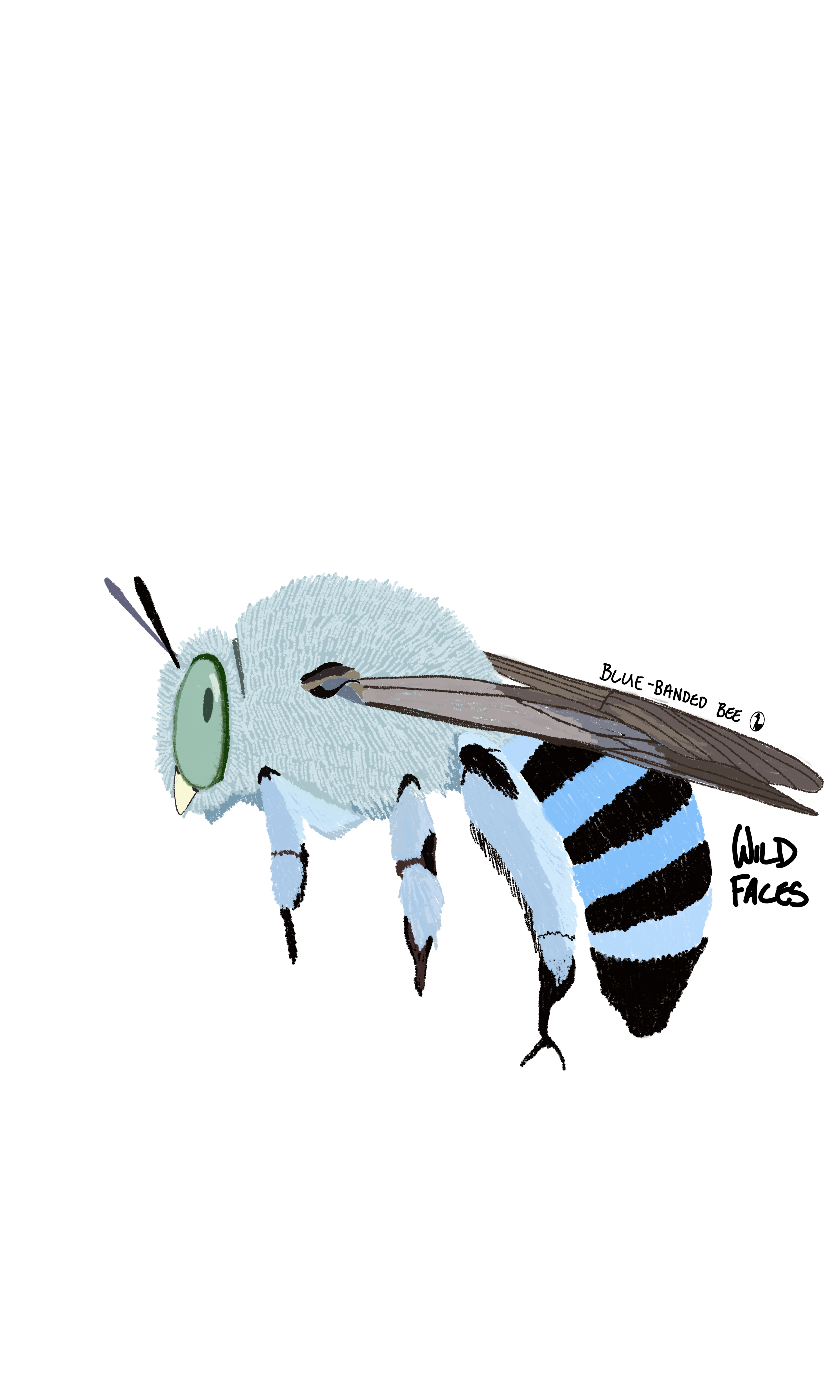 Blue-banded Bee