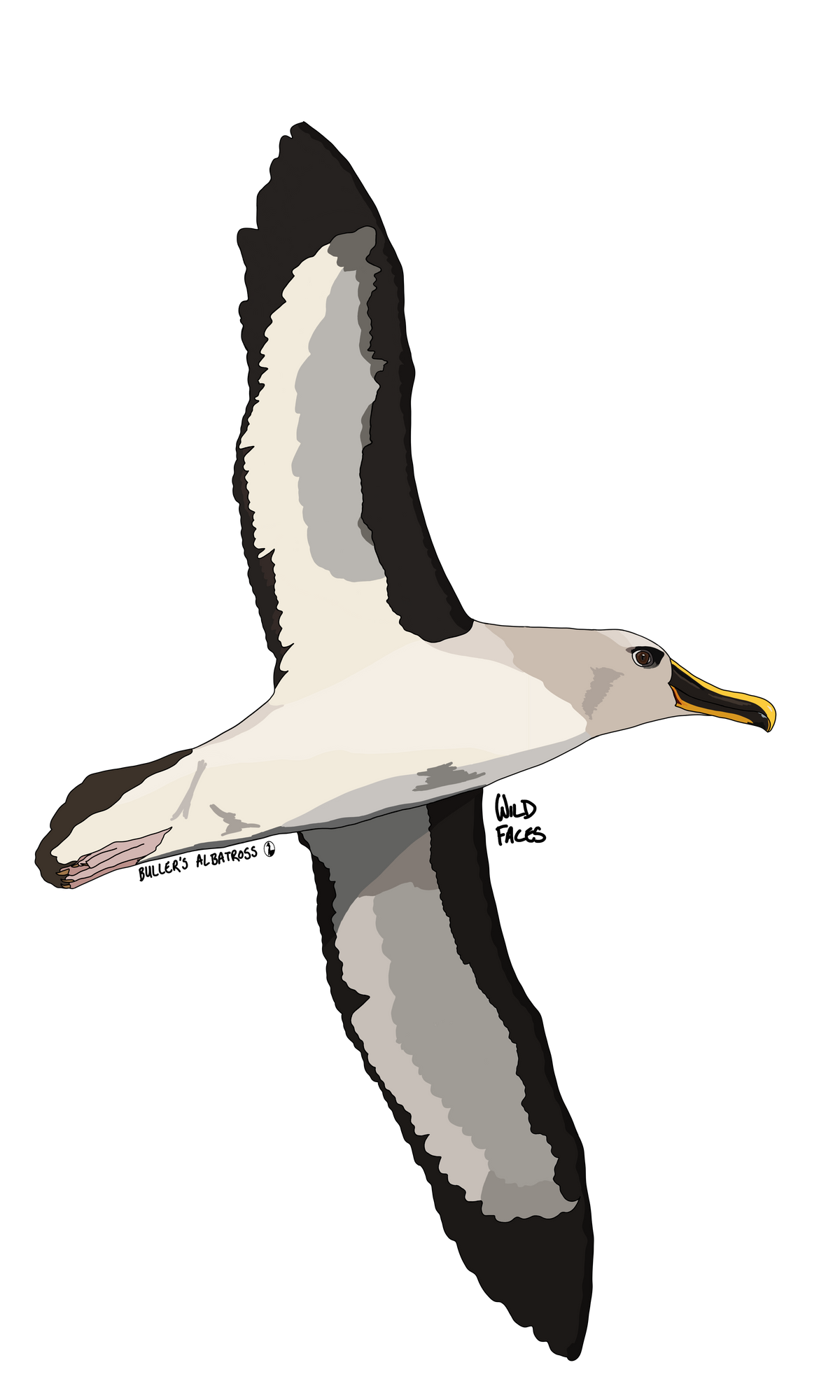 Buller's Albatross