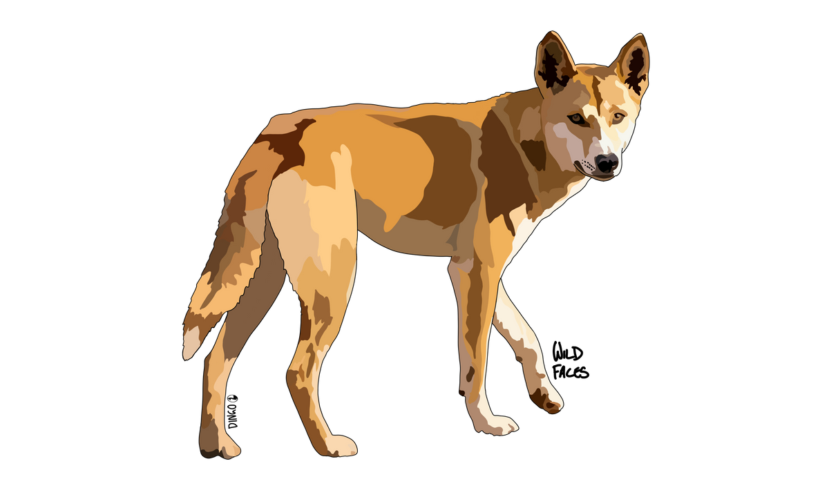 Dingo