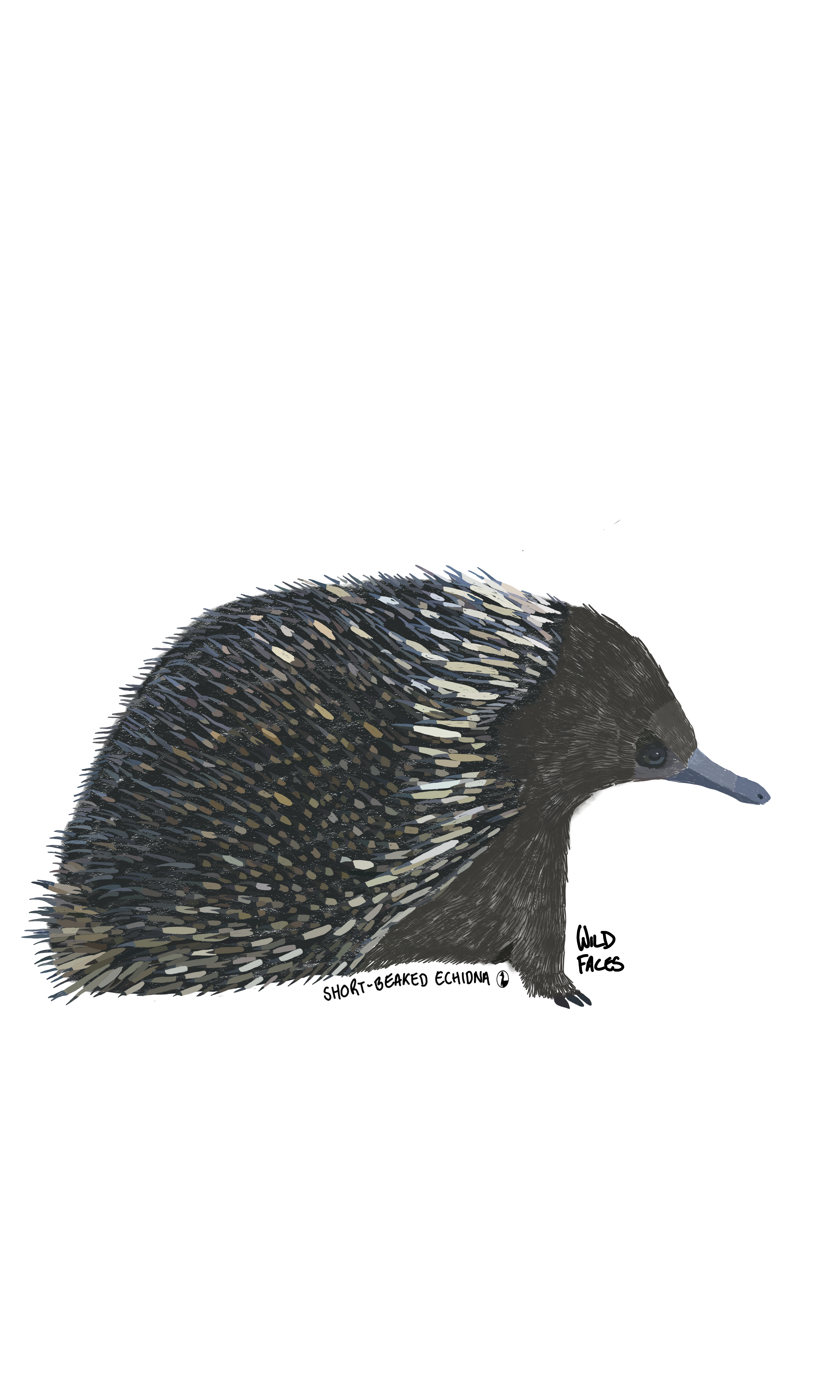 Design of short-beaked echidna