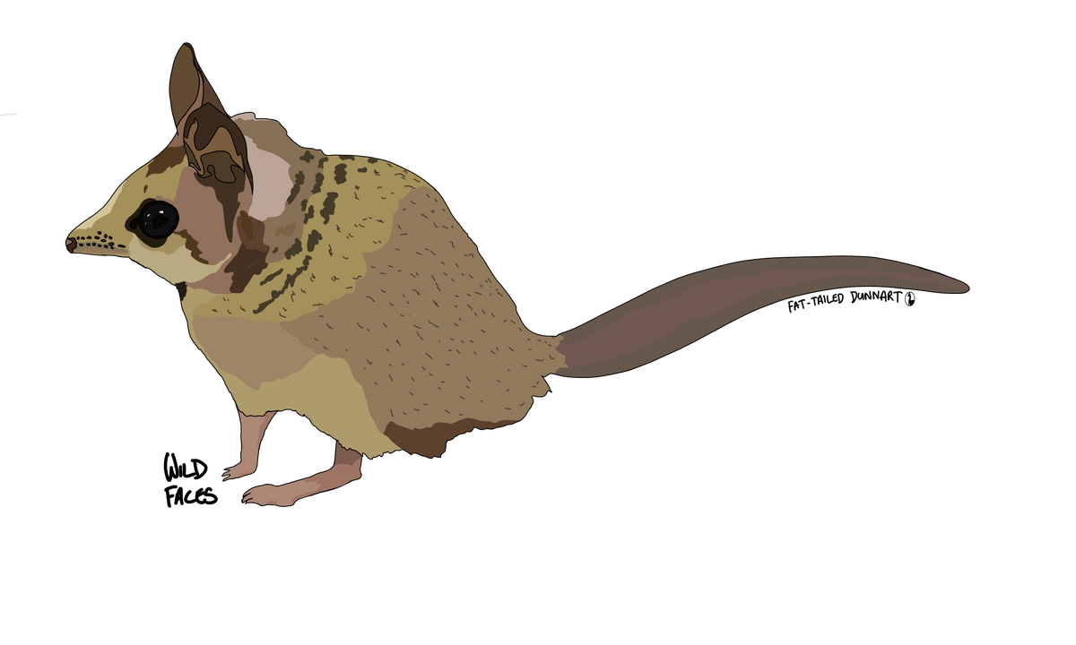Fat-tailed Dunnart