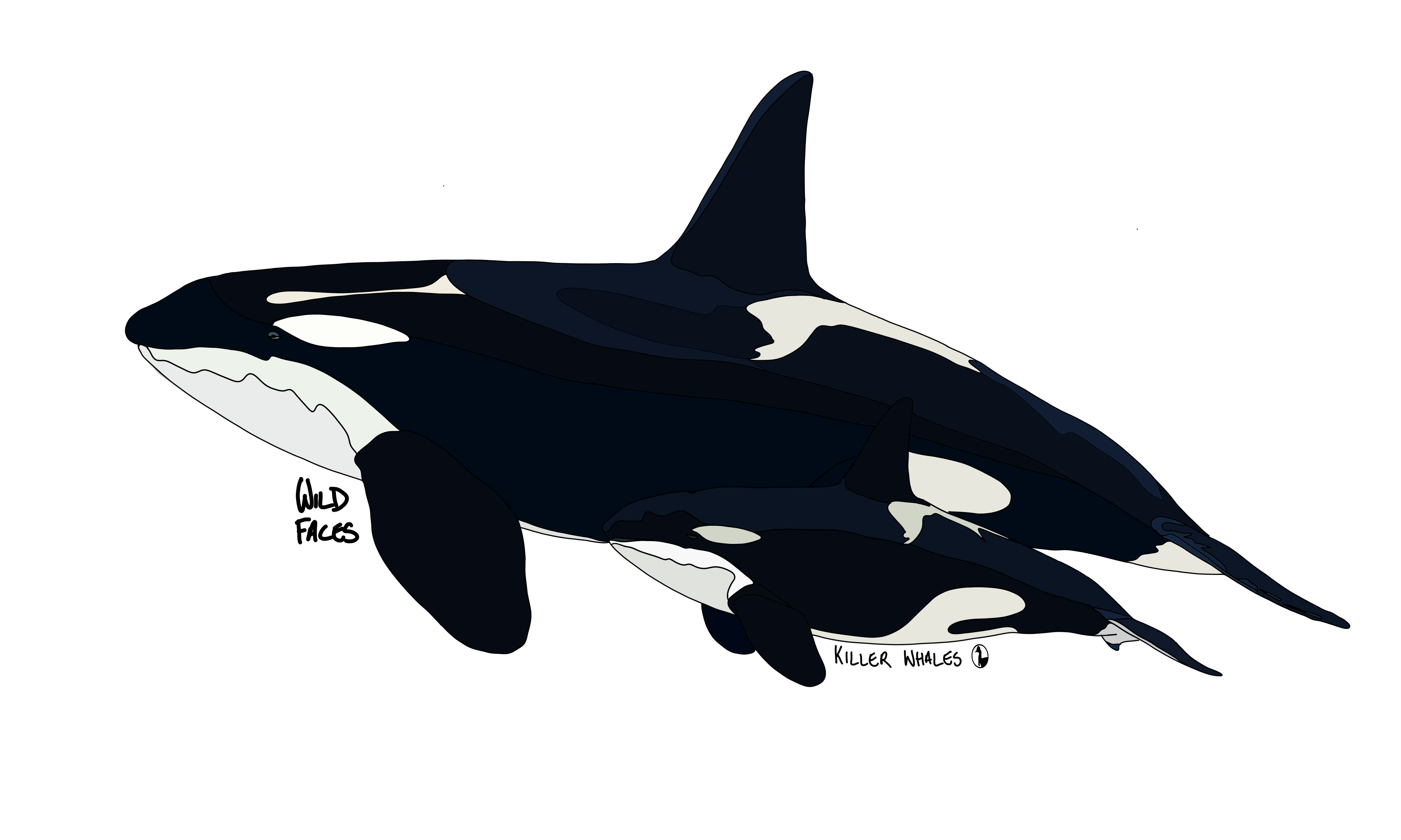 Design of killer whale with calf