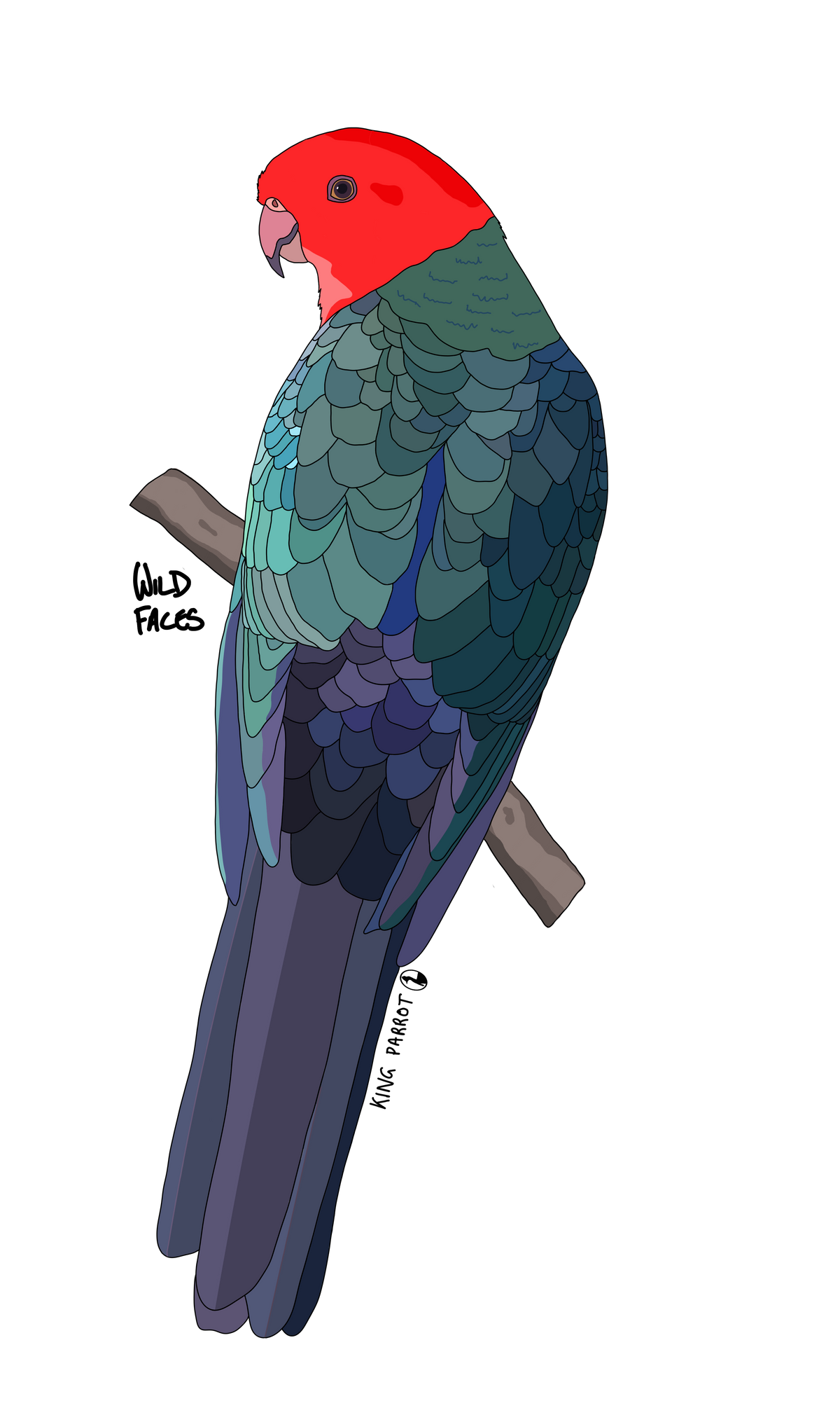 King Parrot