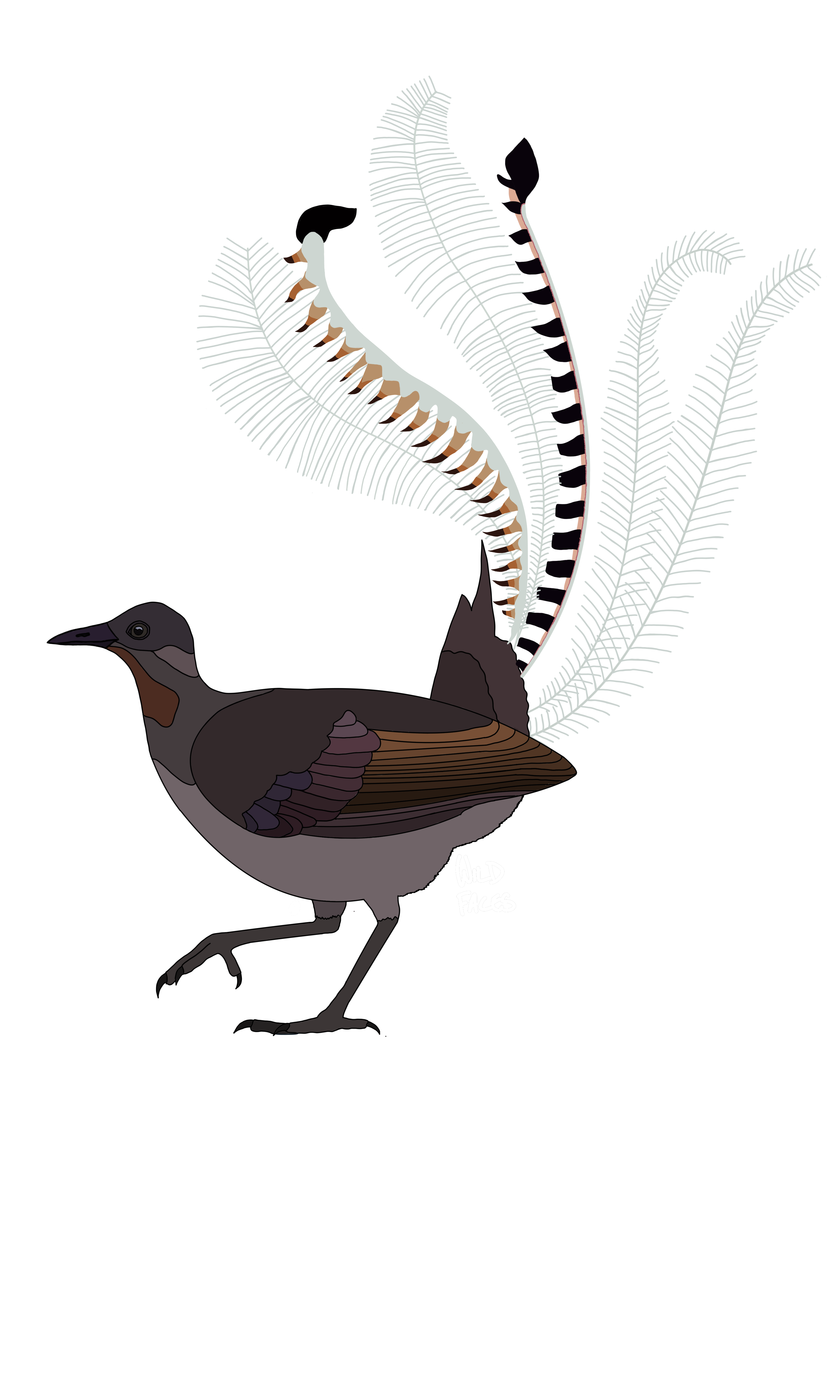 Superb Lyrebird design
