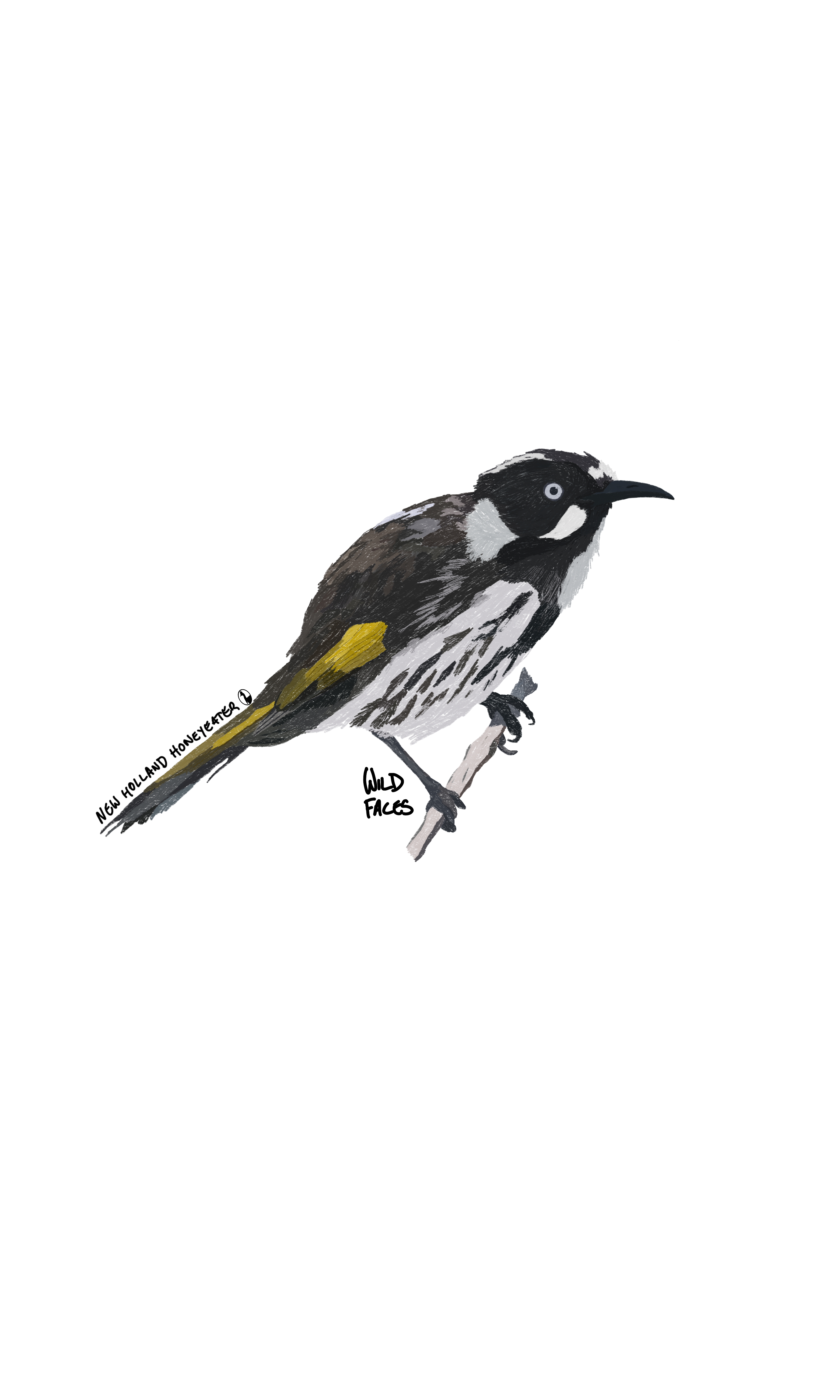 New holland honeyeater design