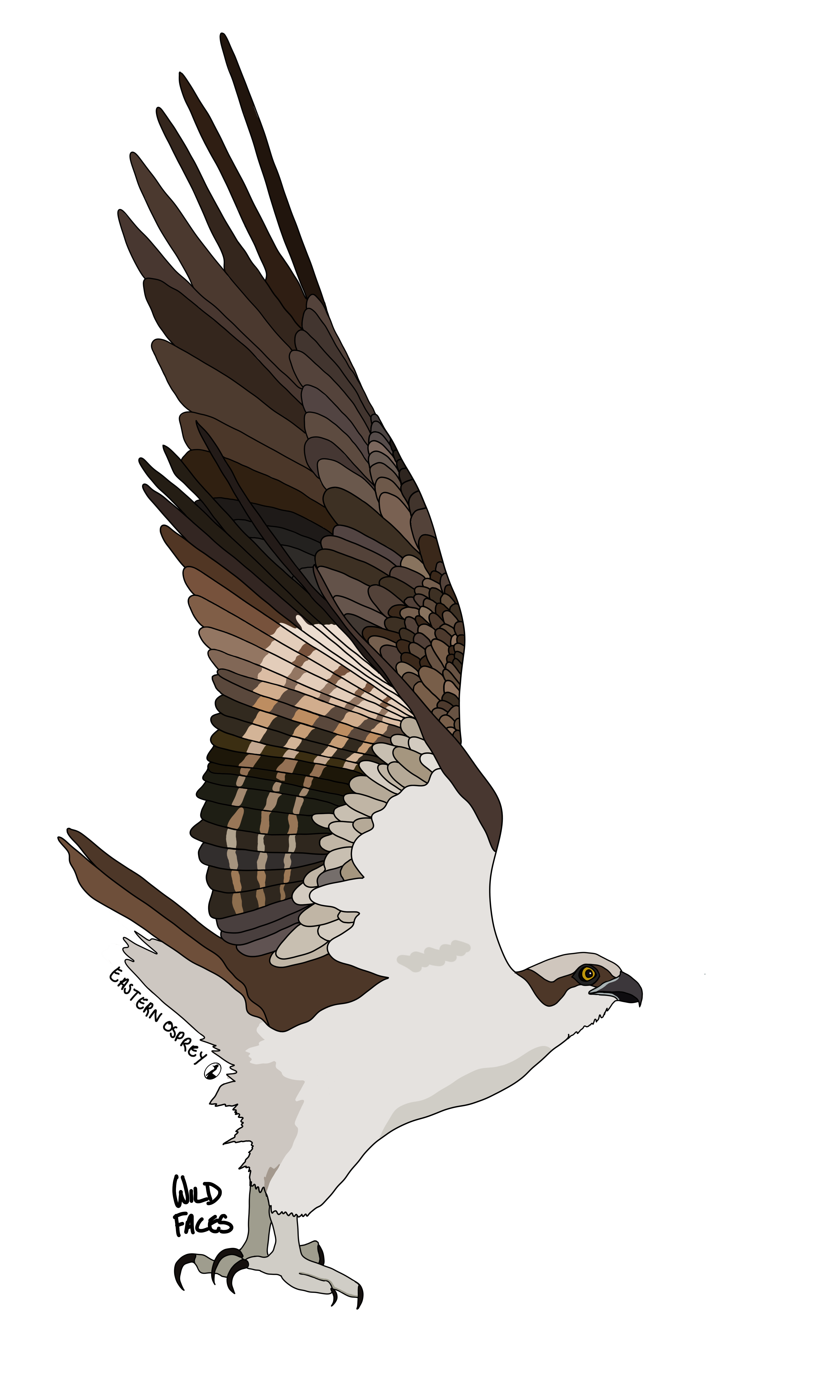 Eastern Osprey