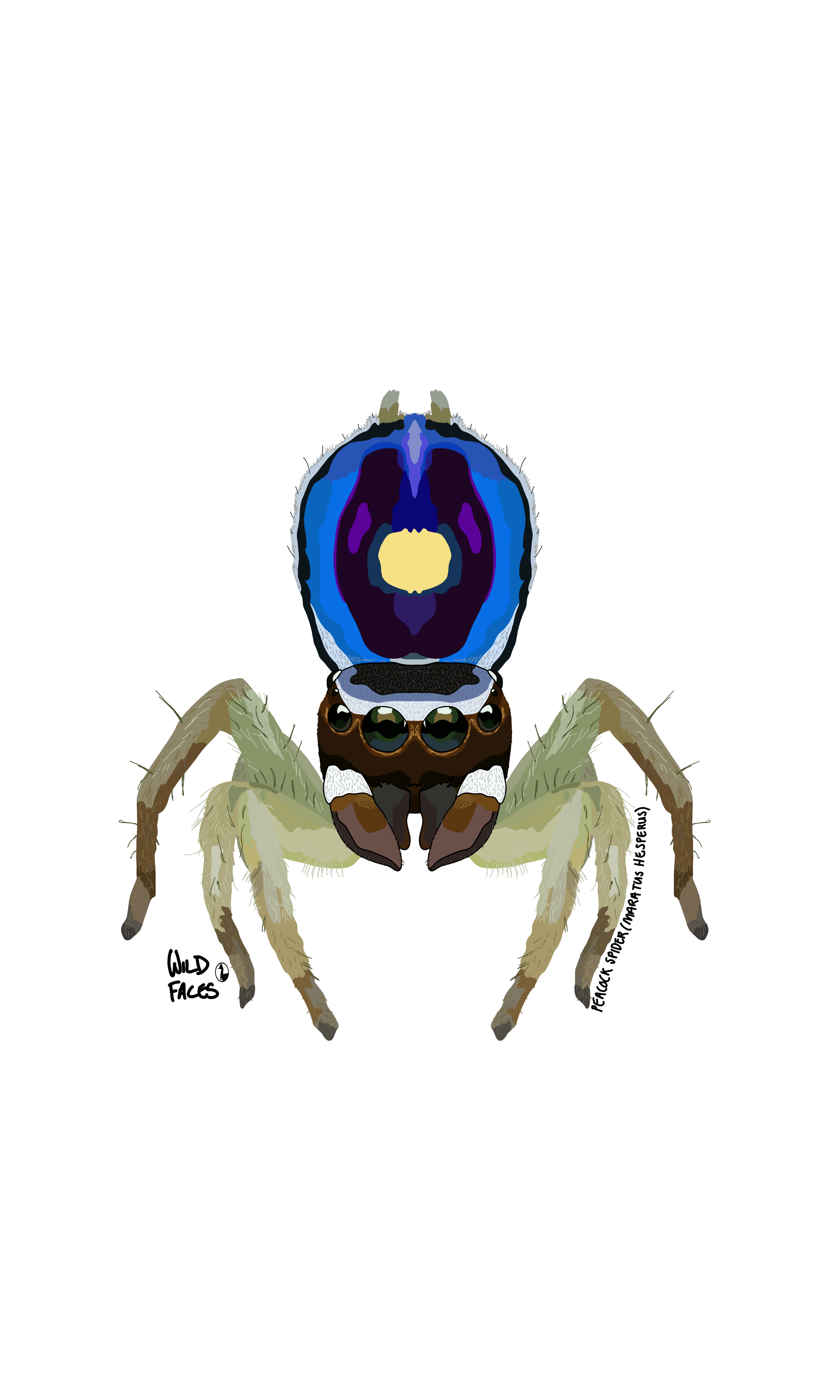 Peacock Spider (Maratus Hesperus)