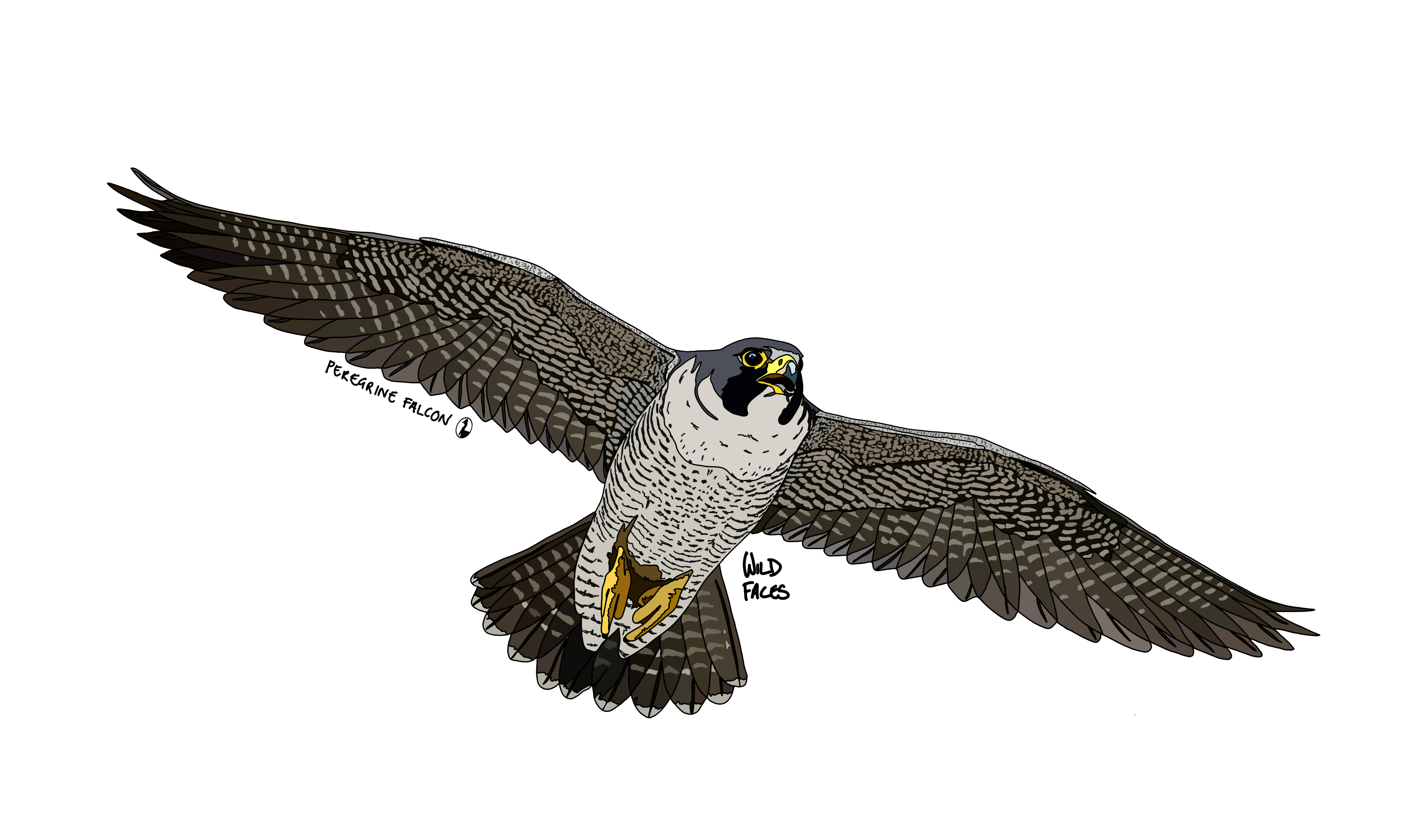 awesome peregrine falcon design