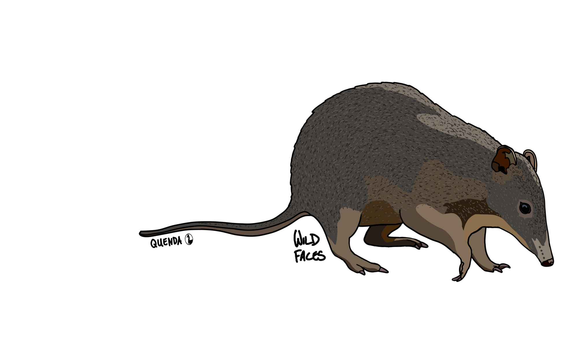 Sick design of a quenda