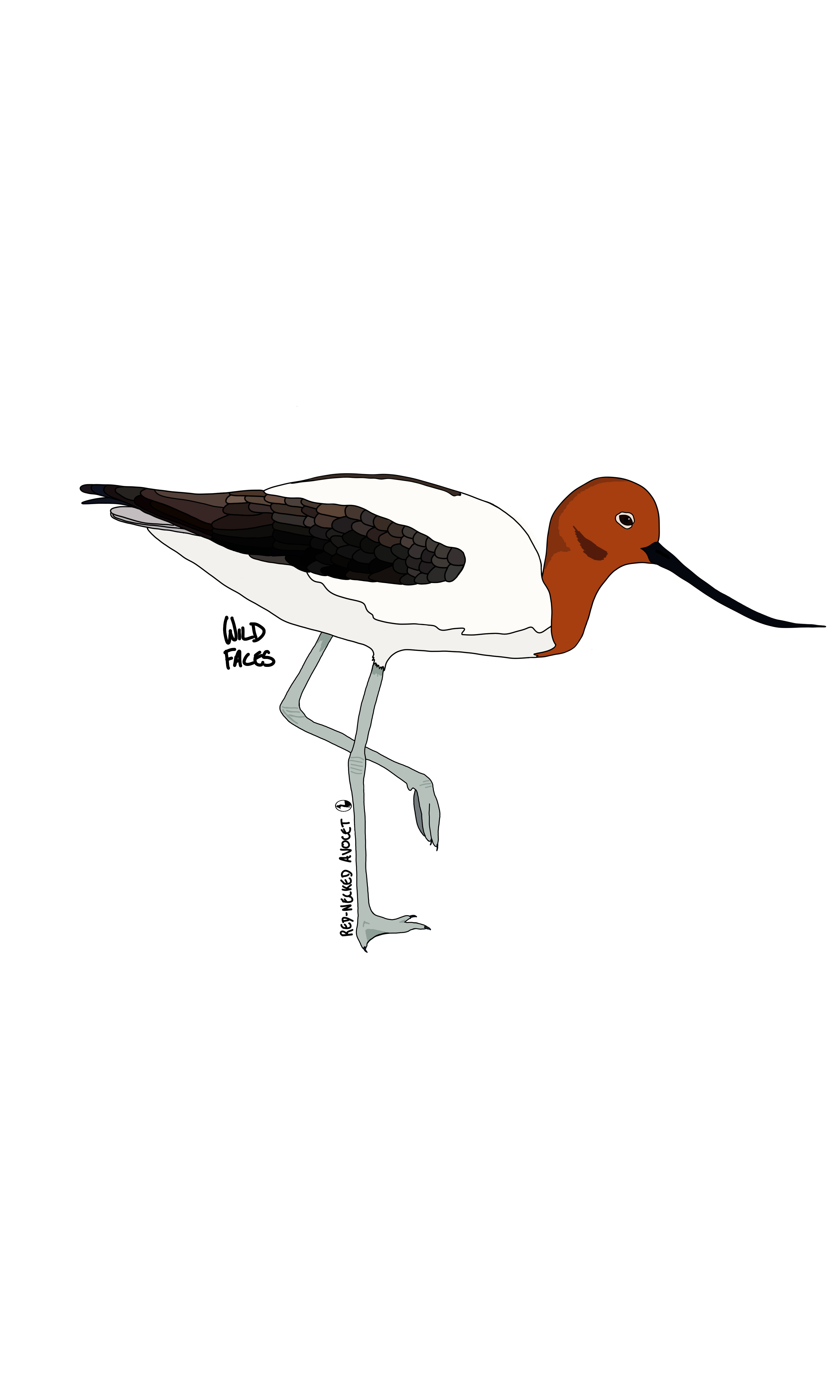Red-necked Avocet