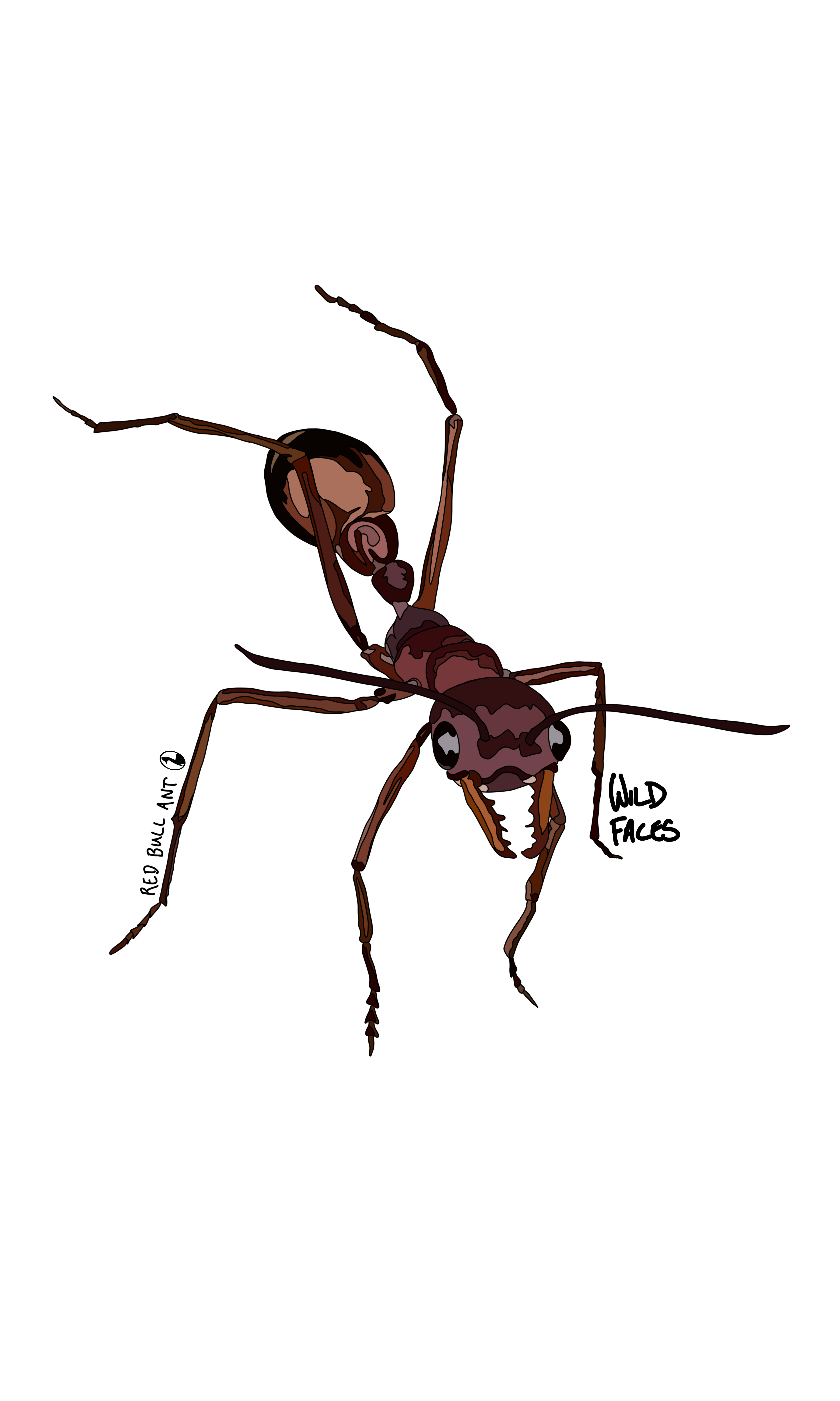 Red Bull Ant