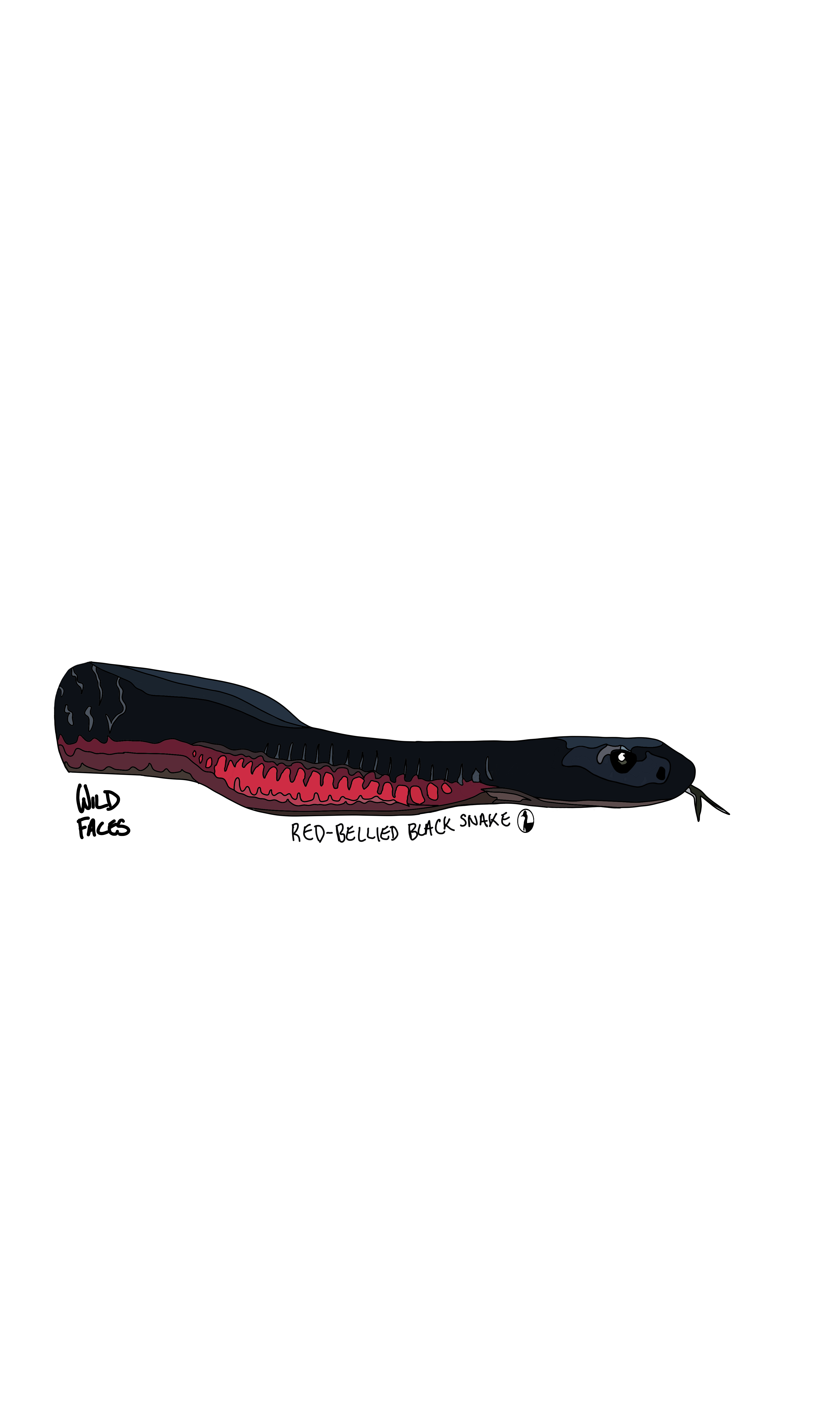 Red-bellied Black Snake