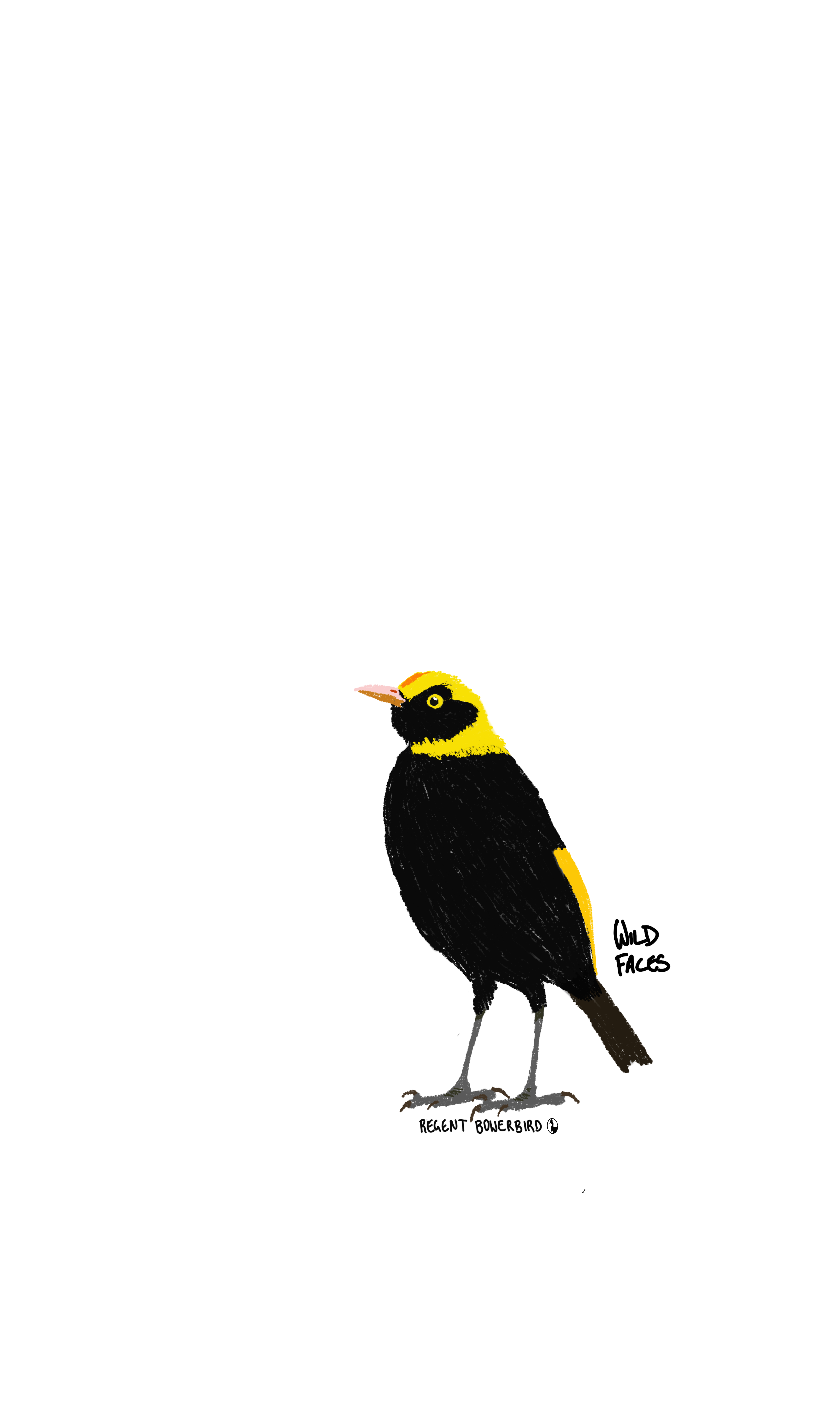 Regent bowerbird design