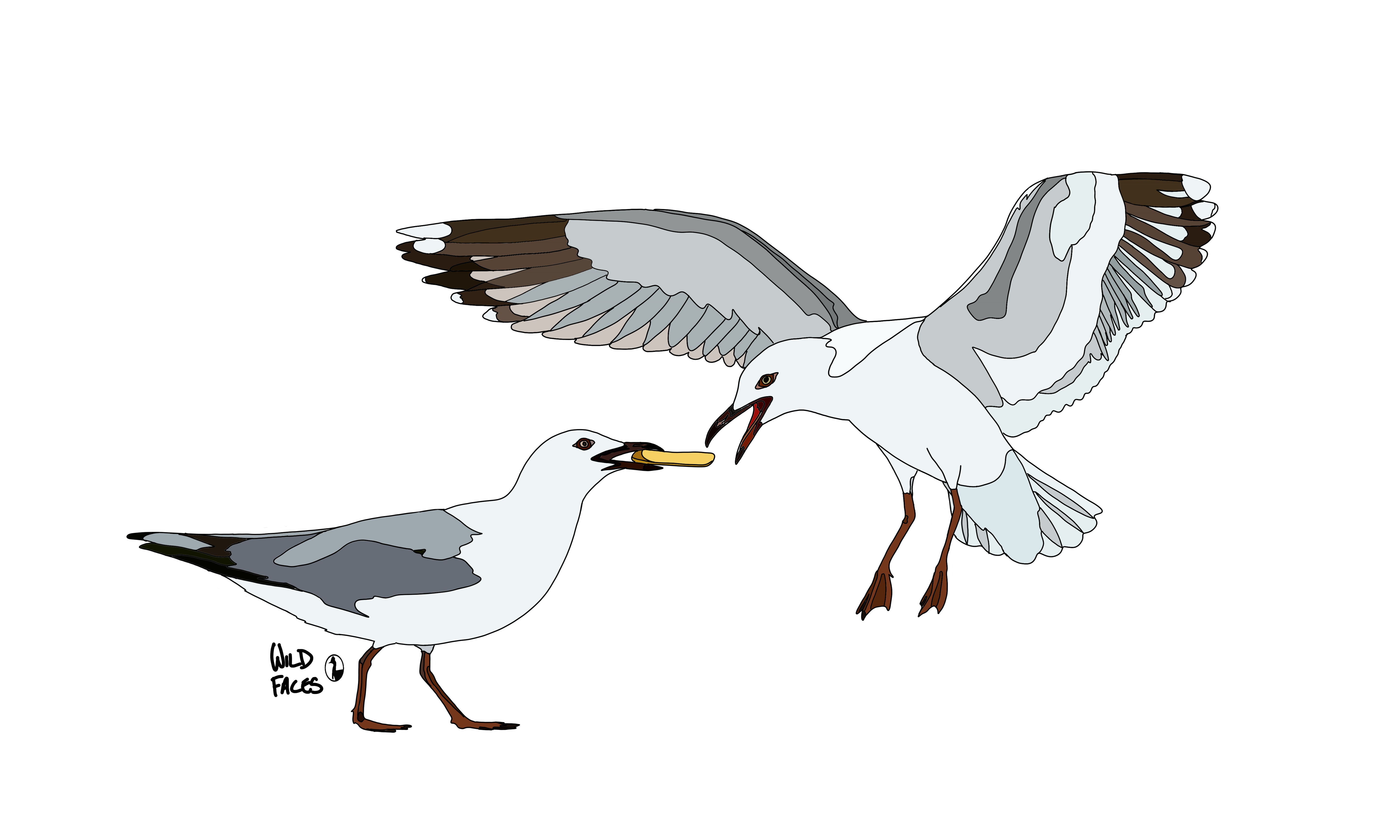 Silver Gull