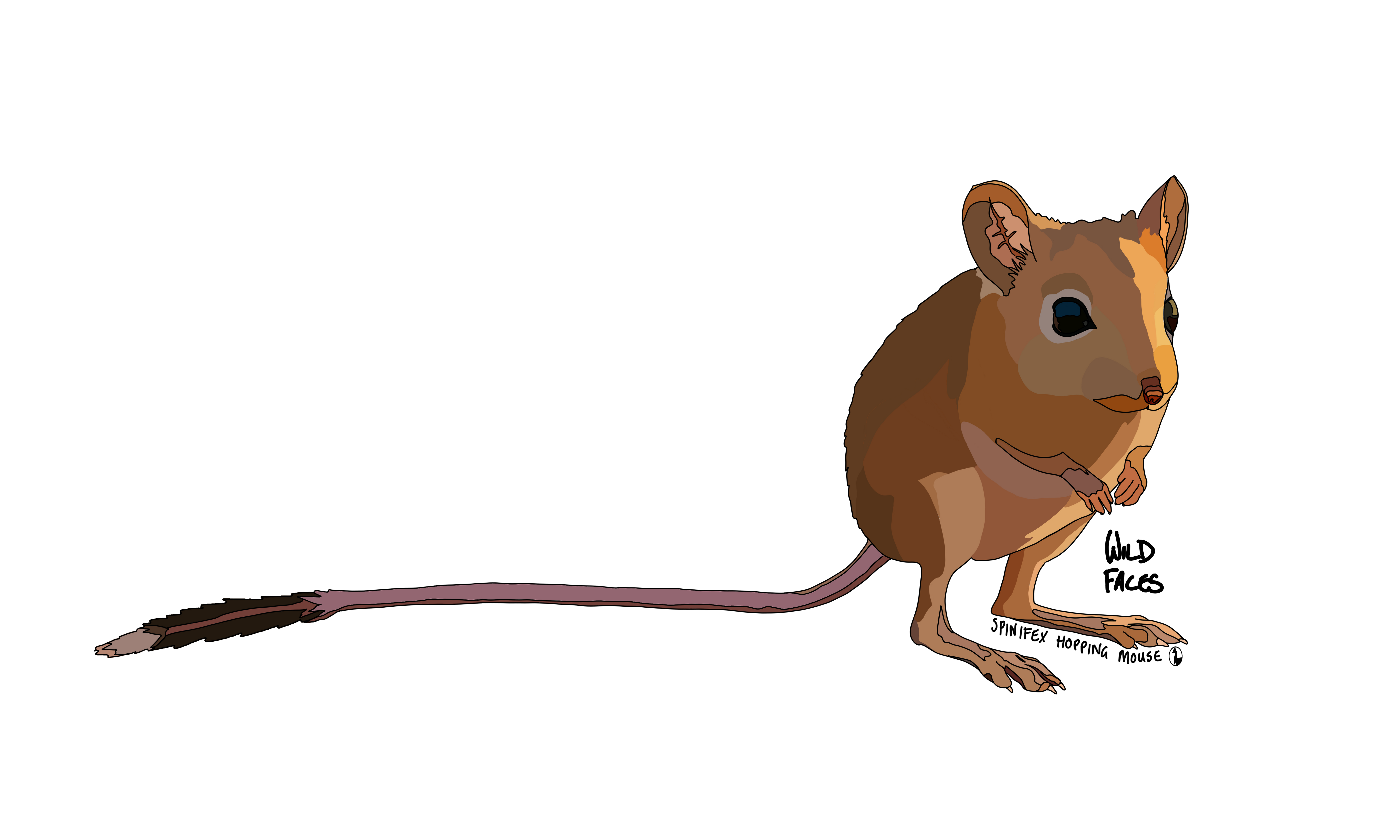 Spinifex Hopping Mouse design