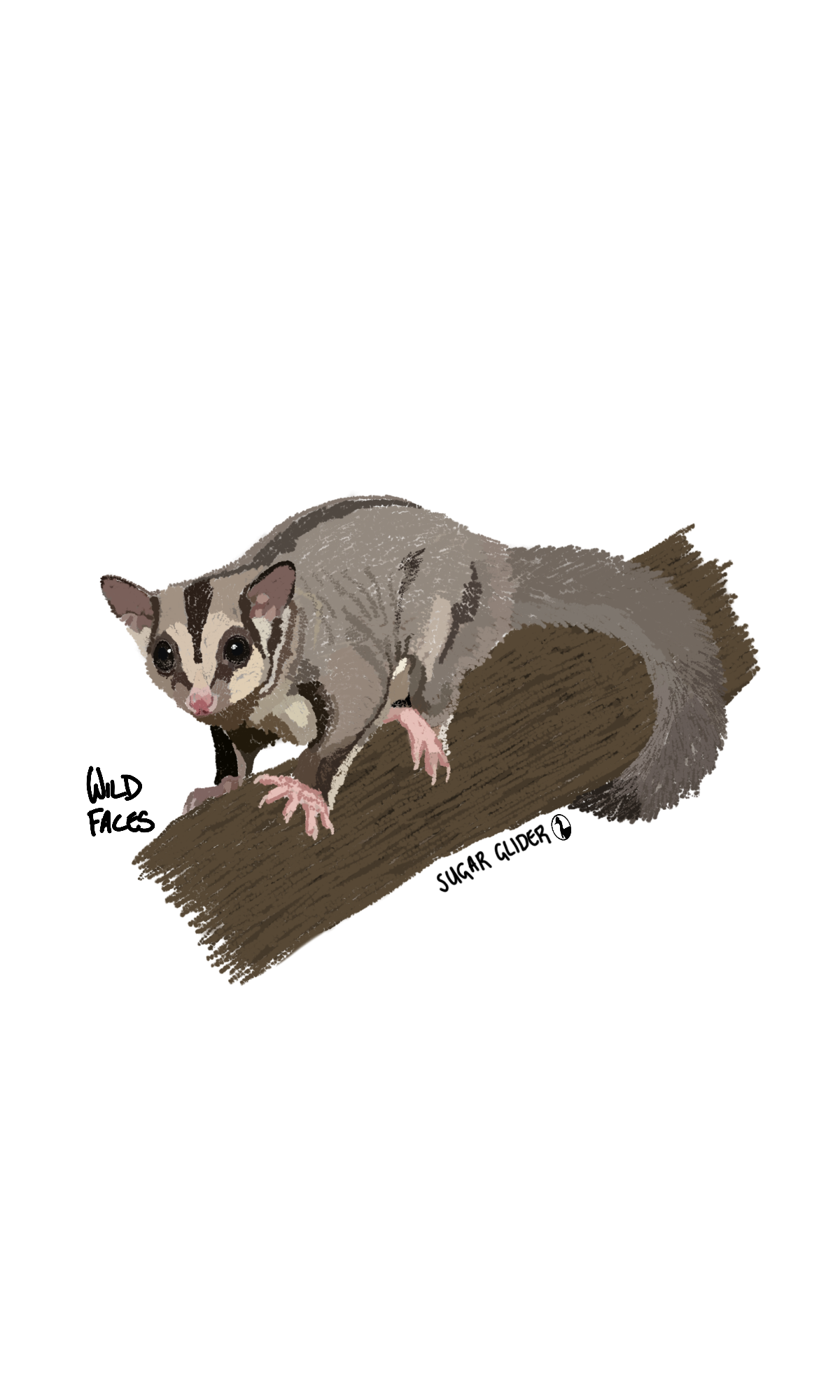 Sugar Glider
