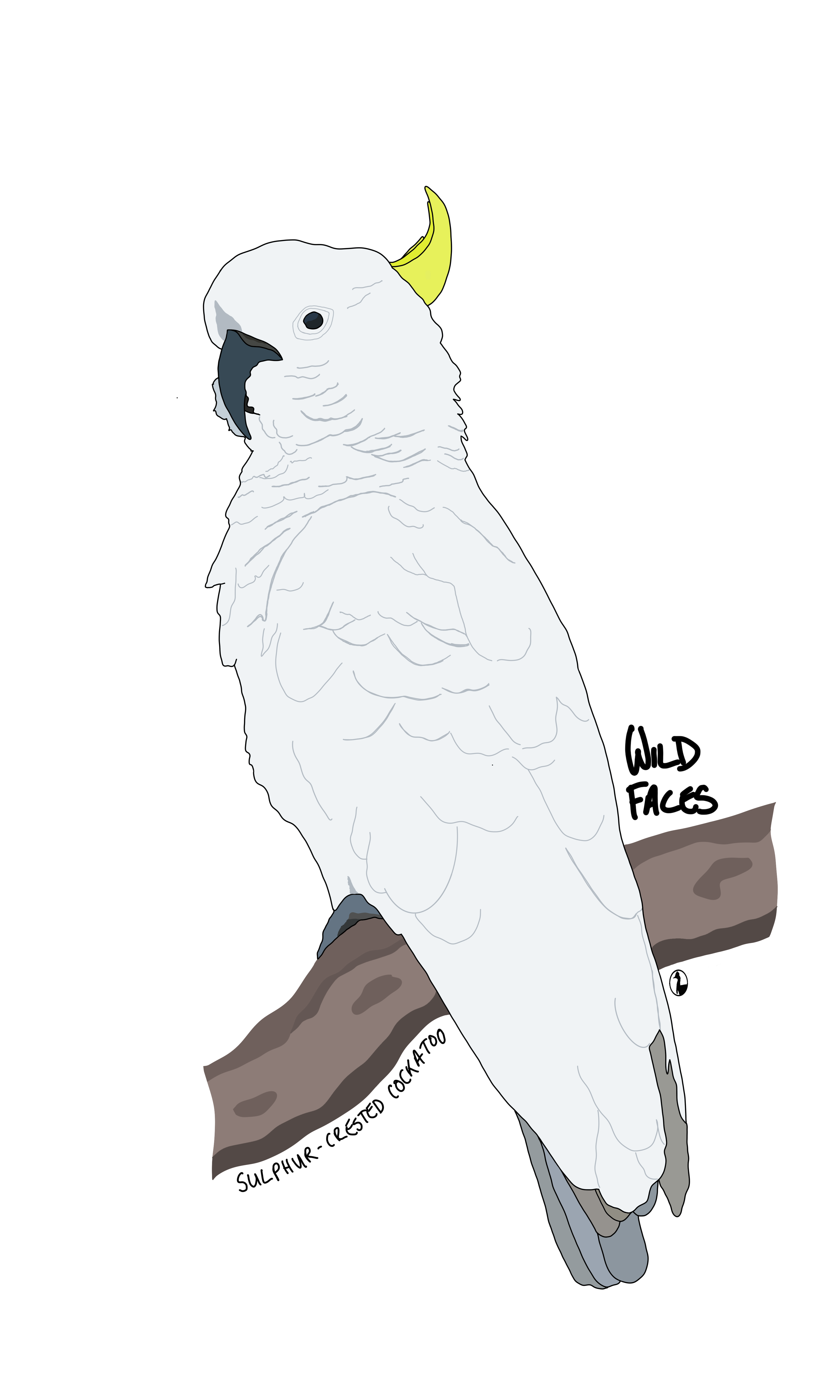 Sulphur-crested Cockatoo