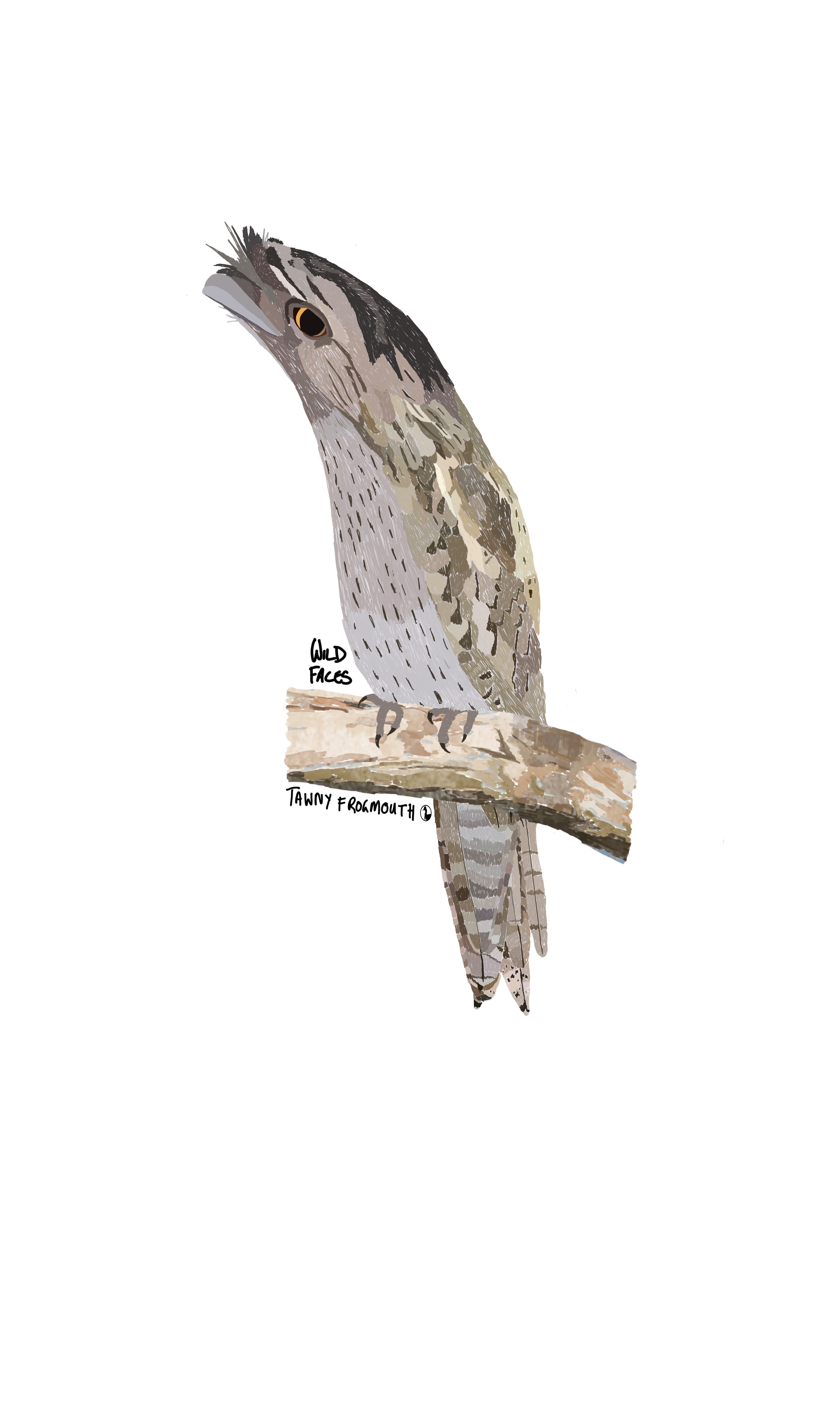 Tawny Frogmouth